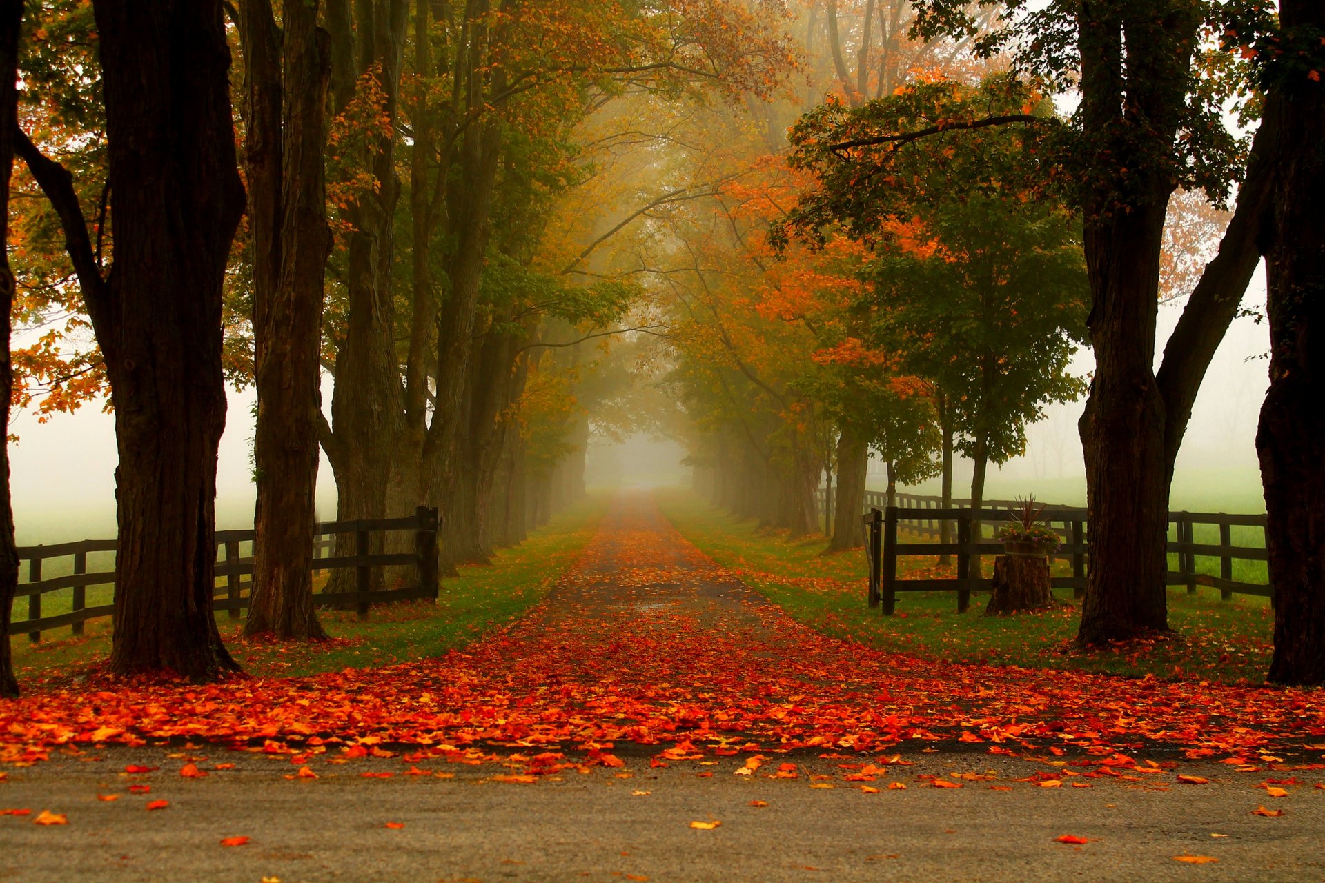 naturaleza bosque parque árboles hojas colorido camino otoño caída colores paseo