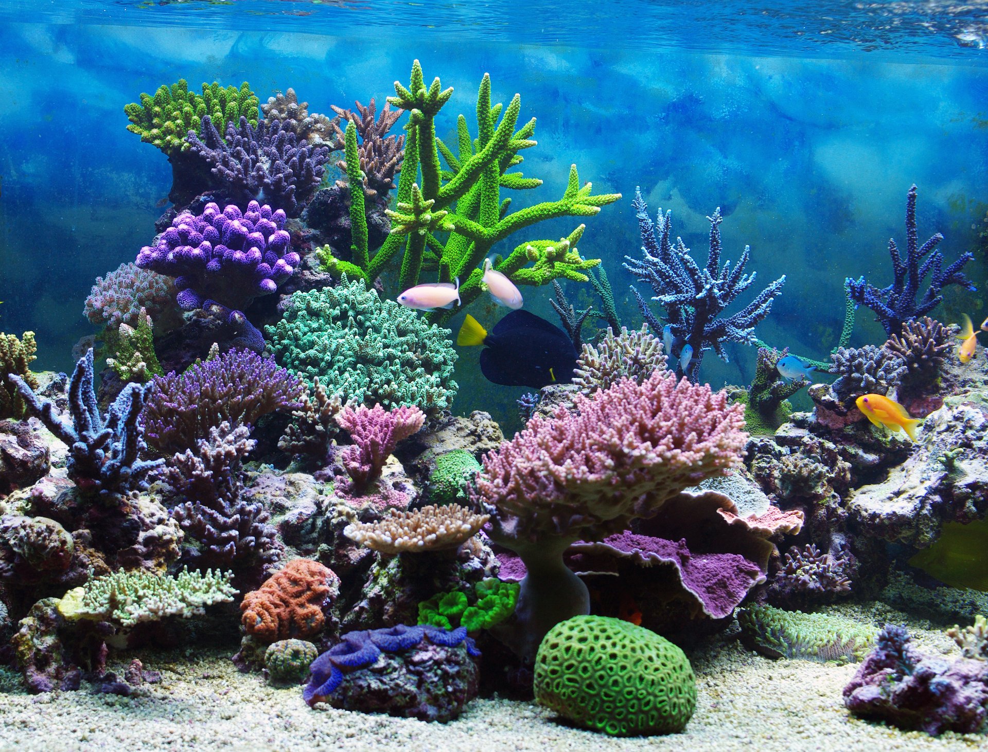 tropical coral reef water ocean underwater world coral reef