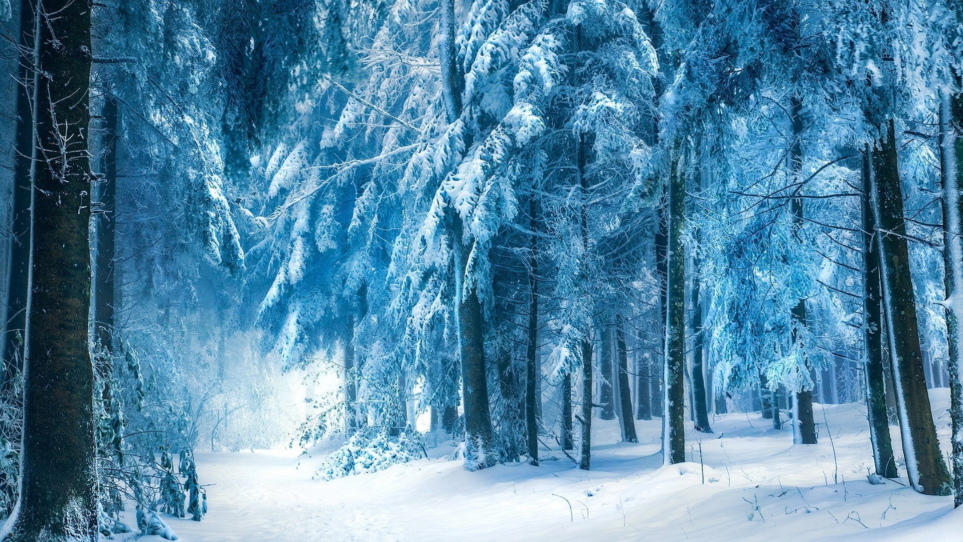 forêt hiver neige arbres