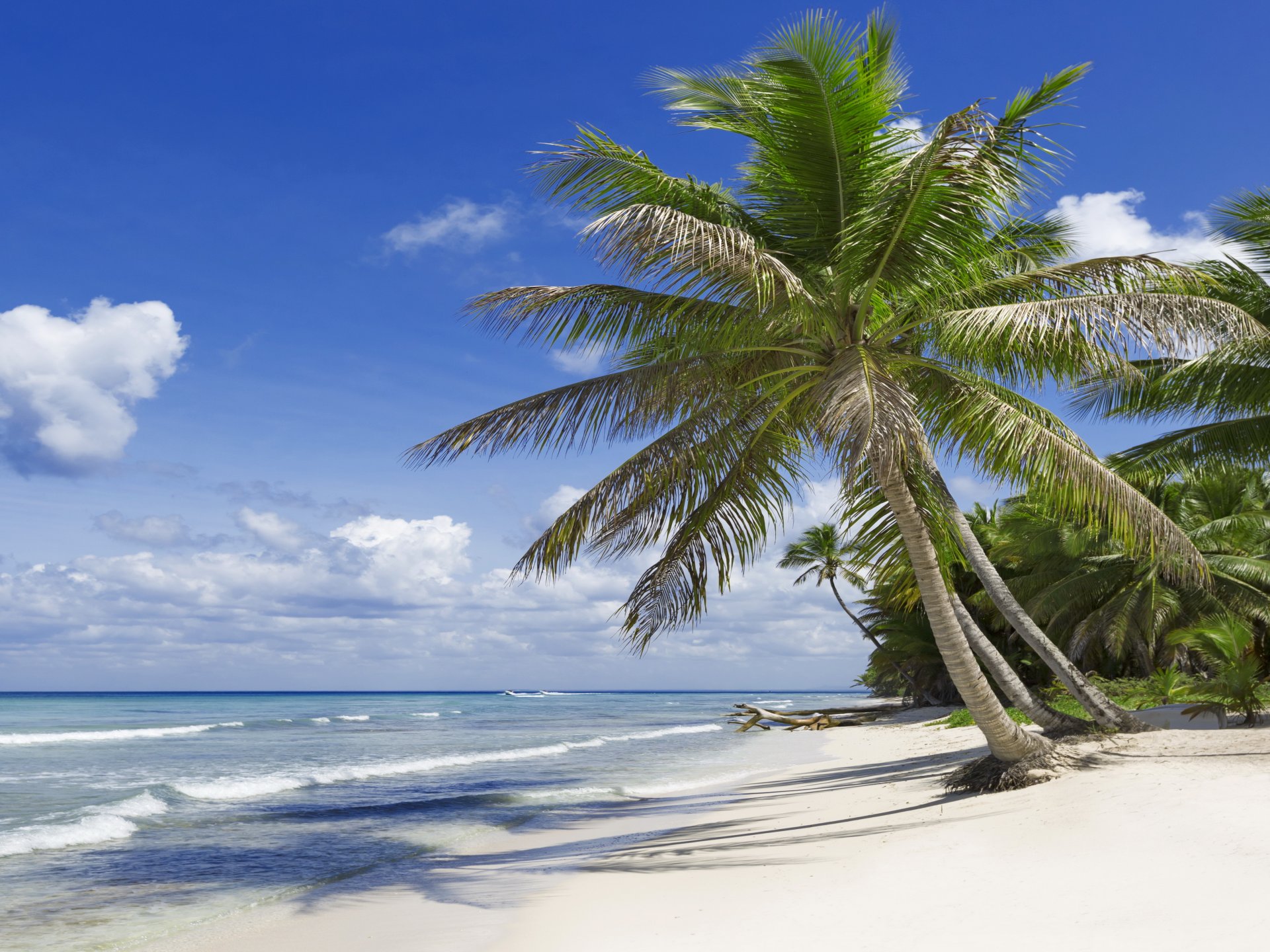 tropisch paradies strand palmen meer ozean sonne sommer urlaub tropen sand ufer