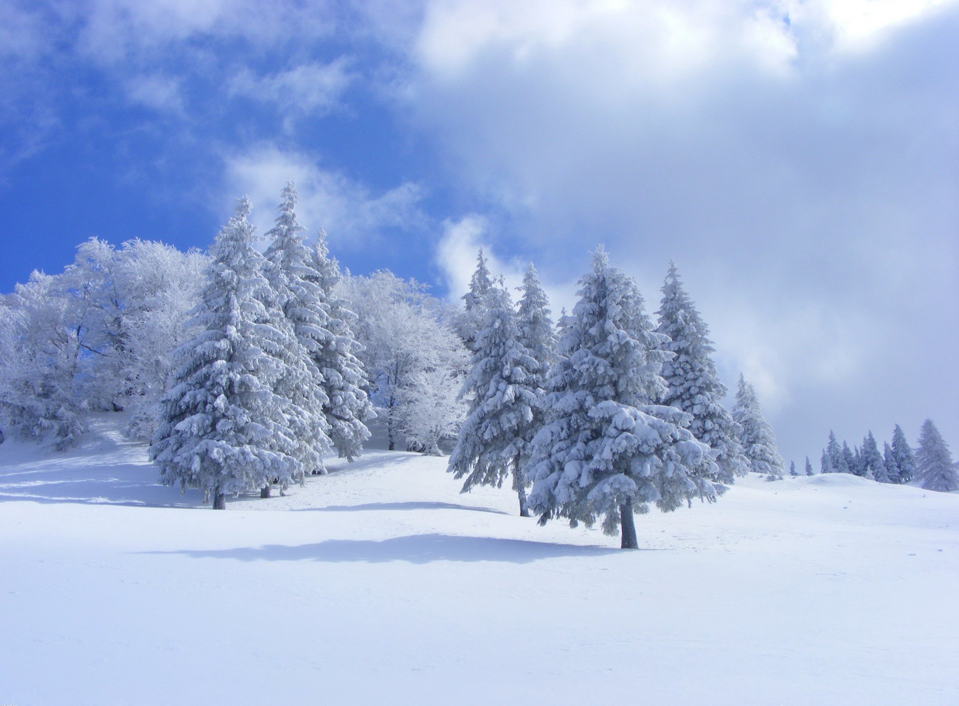 ciel nuages hiver neige arbres forêt sapin