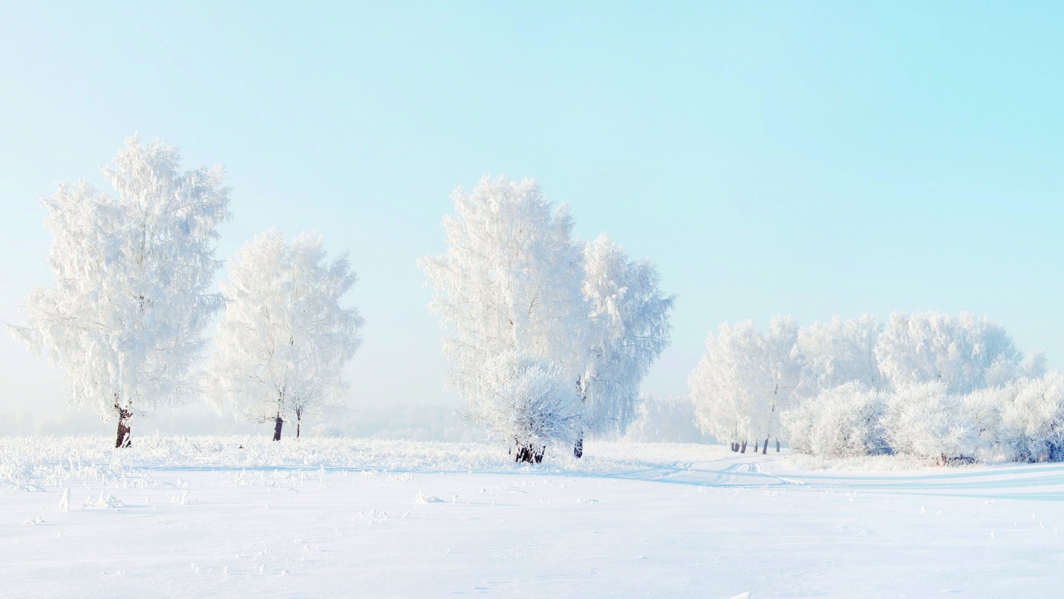 tree snow winter nature