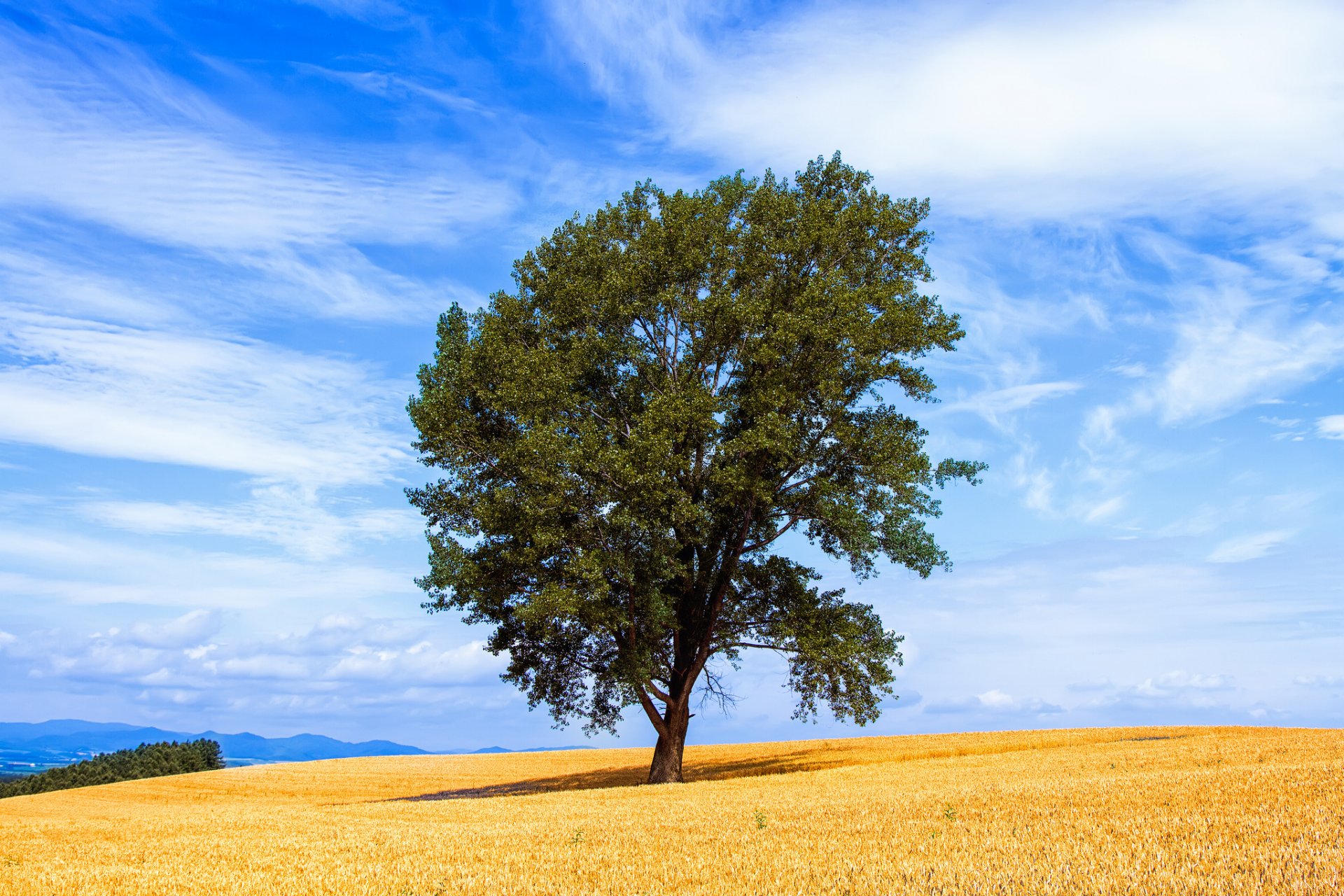 champ arbre ciel nuages été