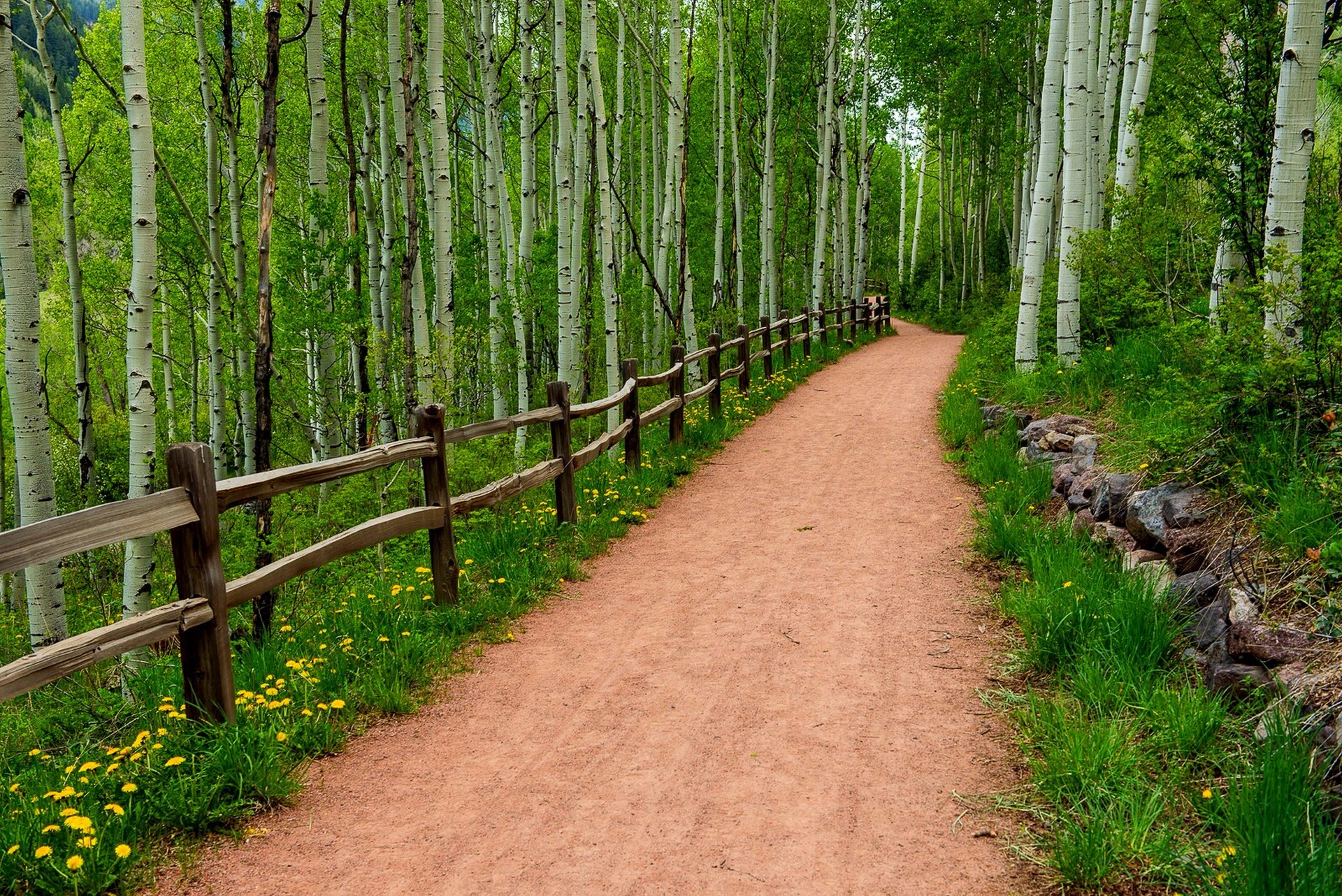 natura erba fiori primavera foresta parco alberi strada passeggiata primavera