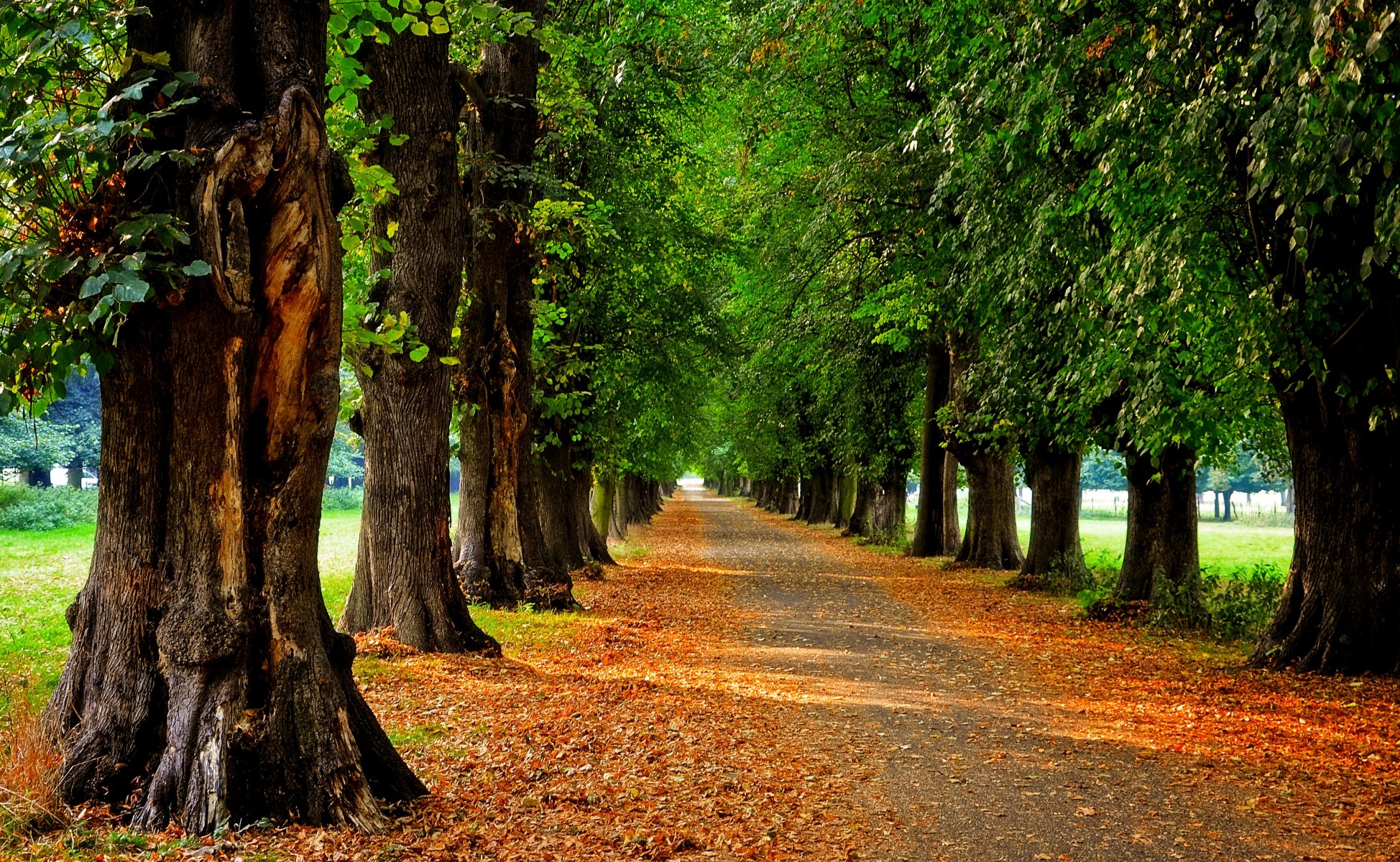 nature forêt parc arbres feuilles coloré route automne automne couleurs promenade