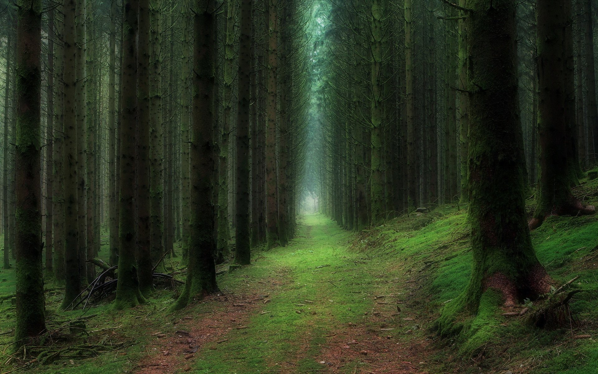 wald natur landschaft