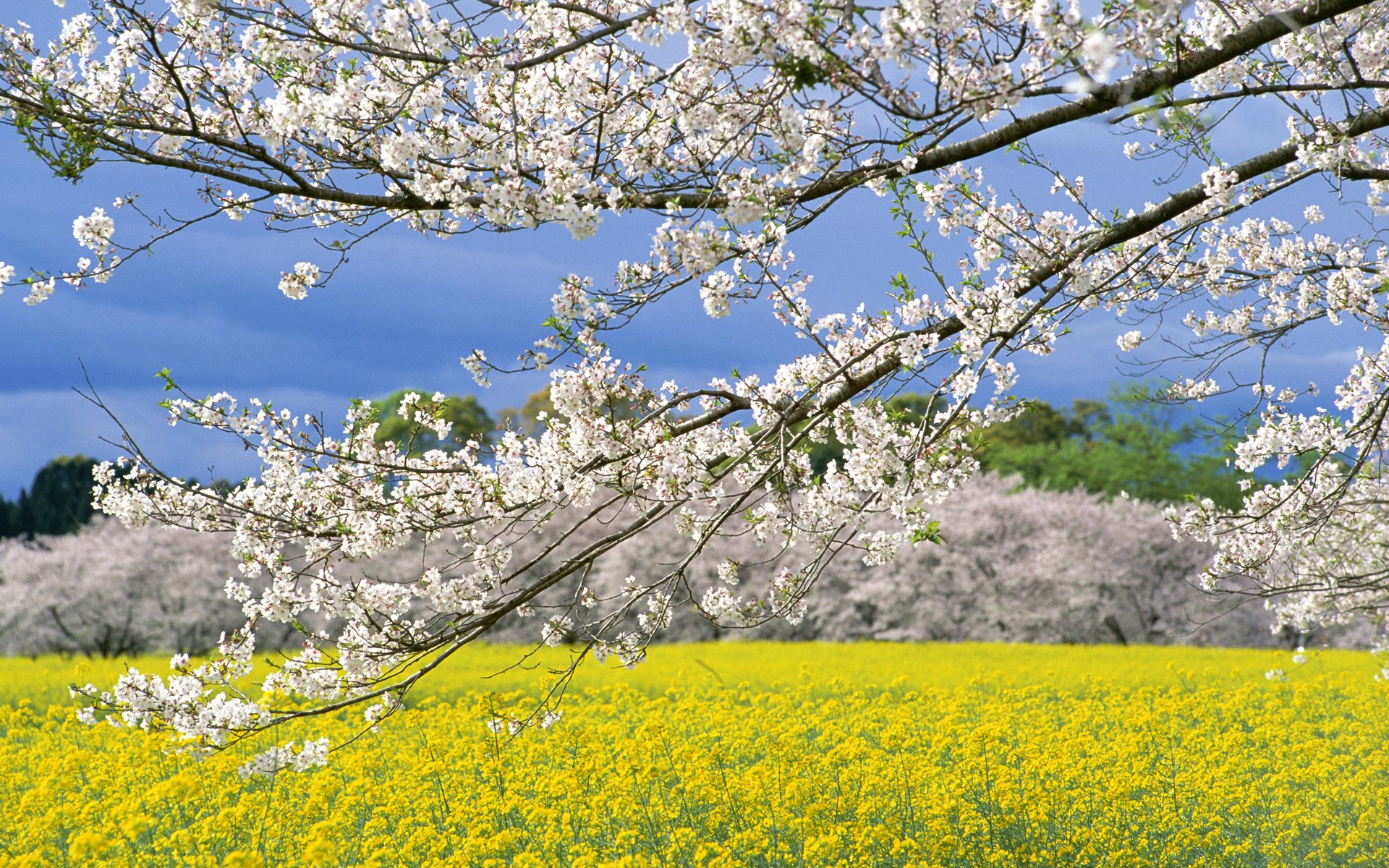 primavera alberi rami fioritura