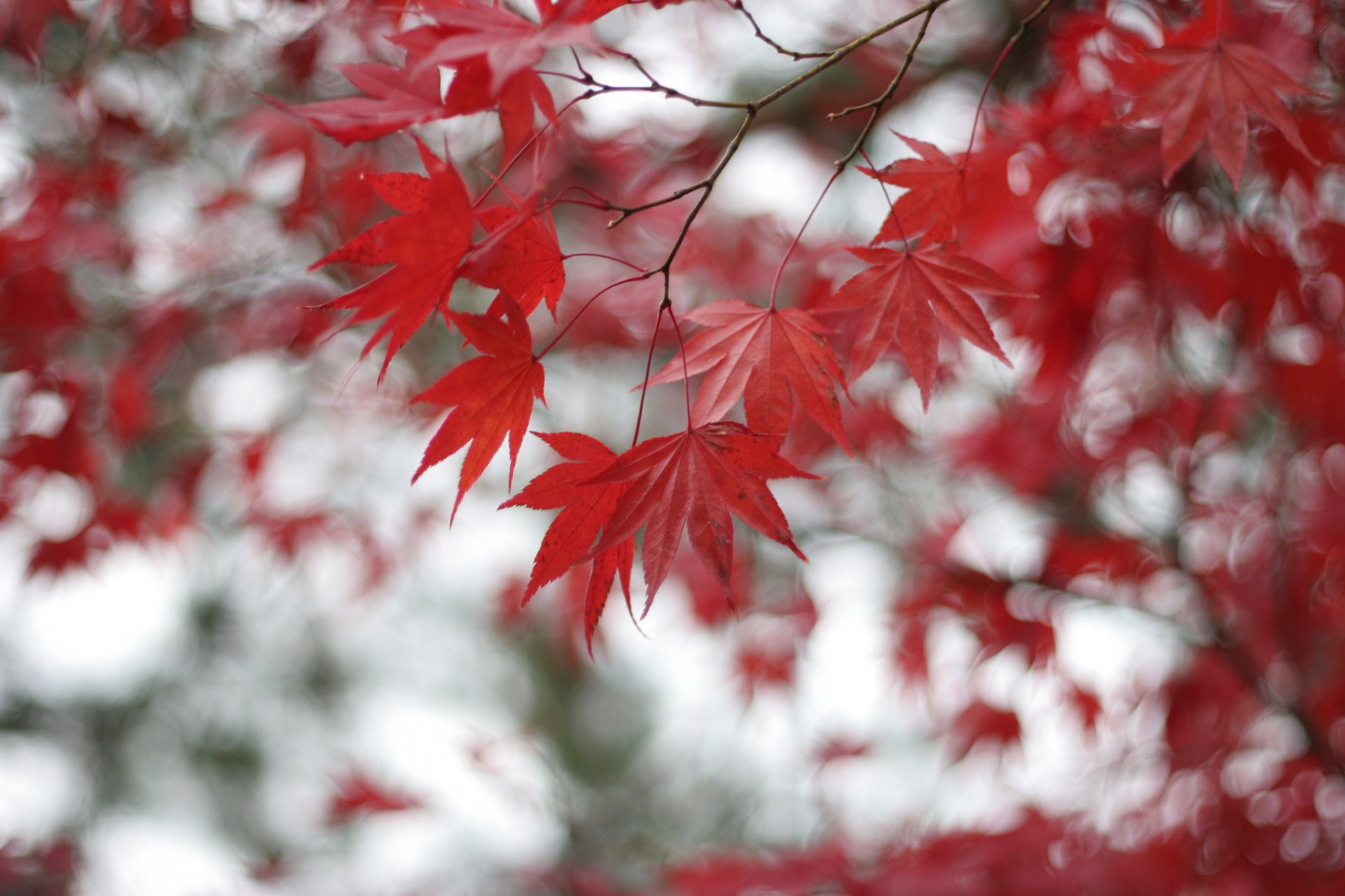 árbol arce rojo hojas ramas borrosidad bokeh