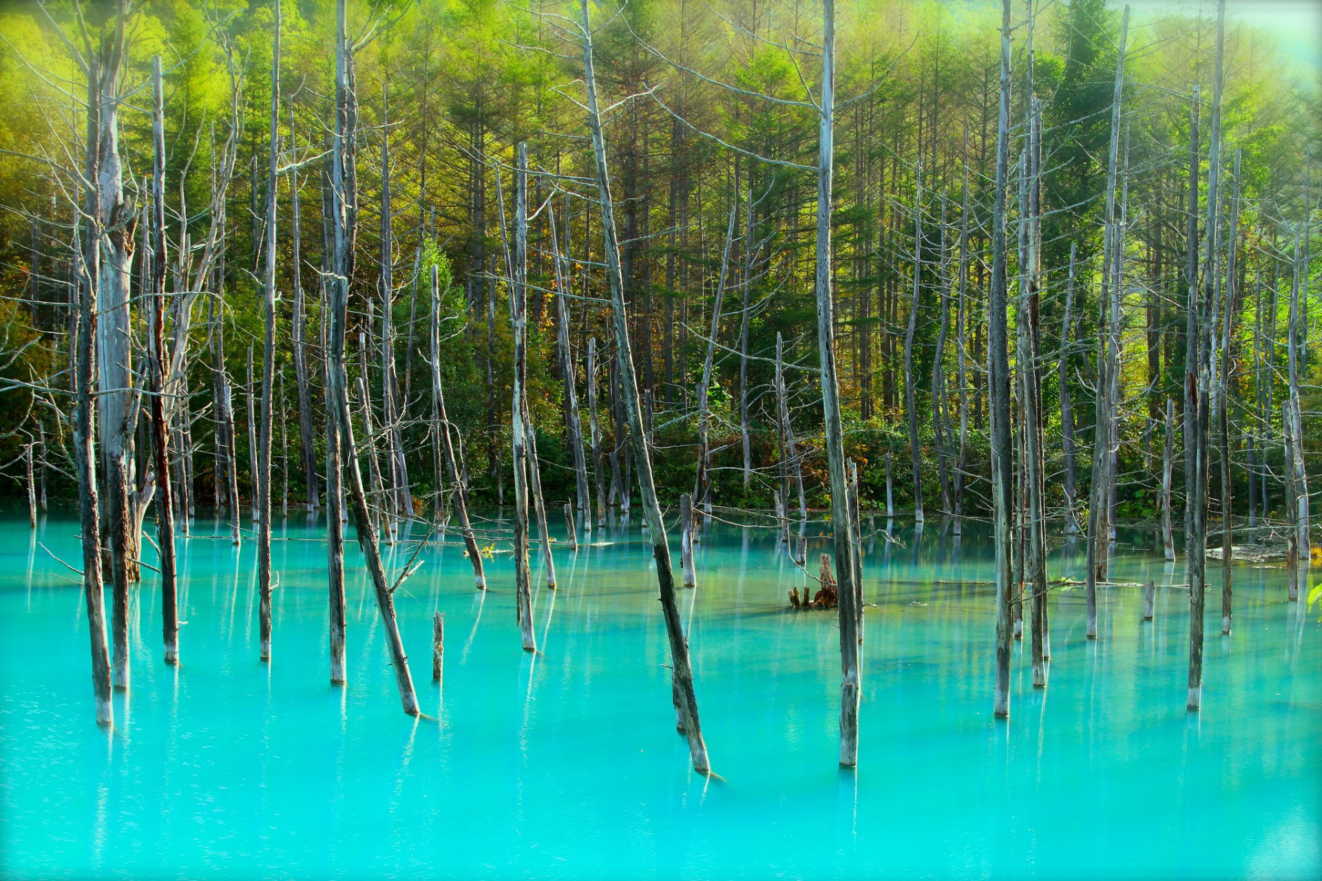 wald bäume stämme see blau