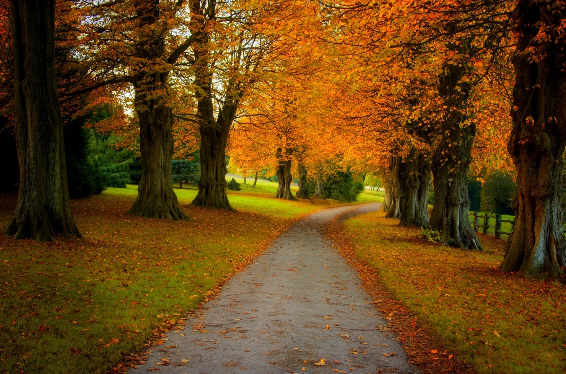 natur wald park bäume blätter bunt straße herbst herbst farben zu fuß