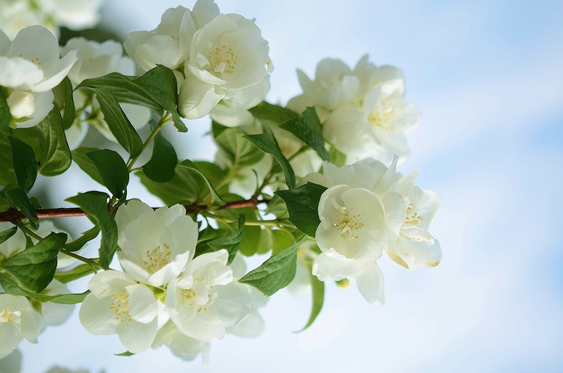 pring tree branches leaves flower light