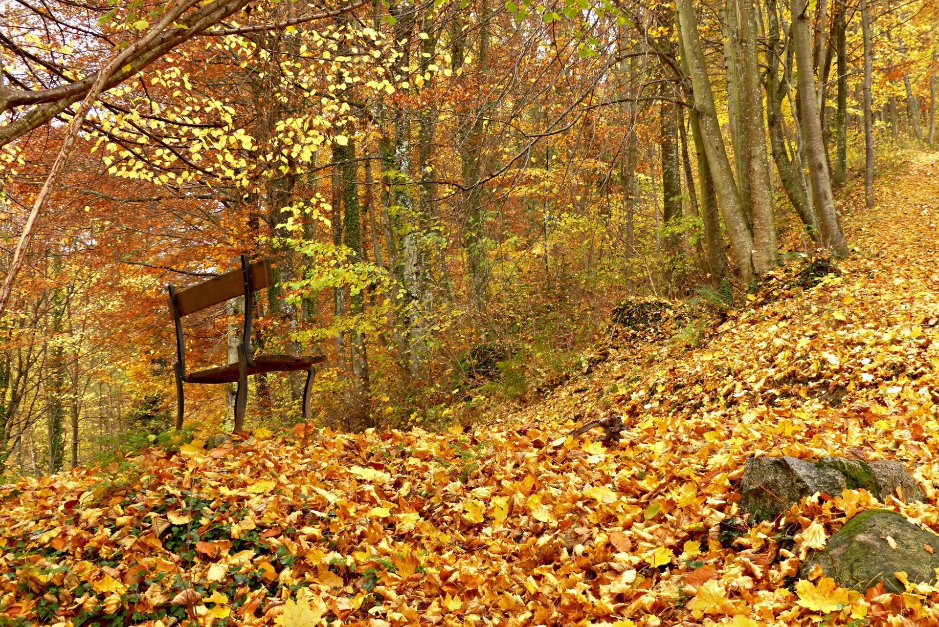 bosque otoño follaje banco