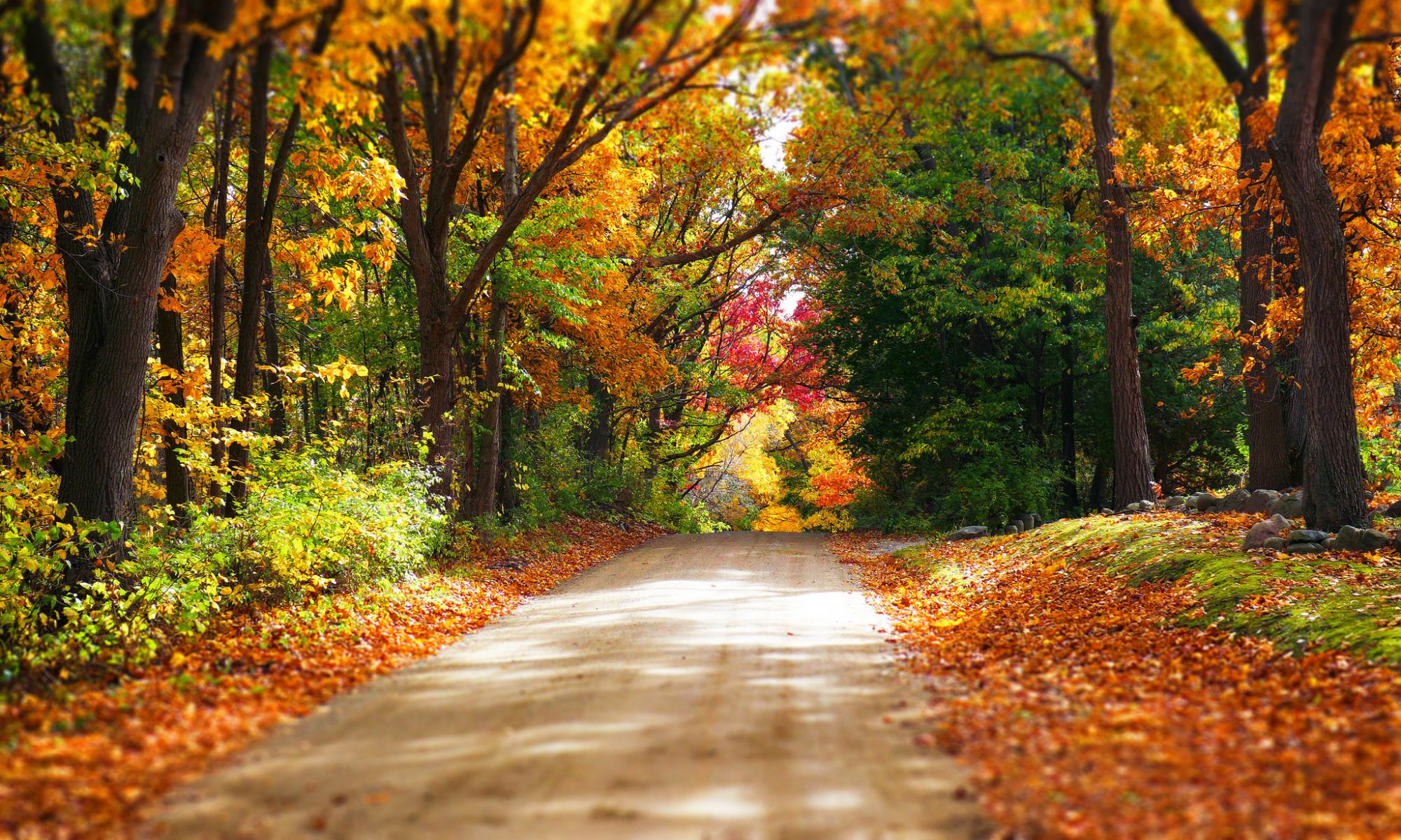 nature forest park trees leaves colorful road autumn fall colors walk