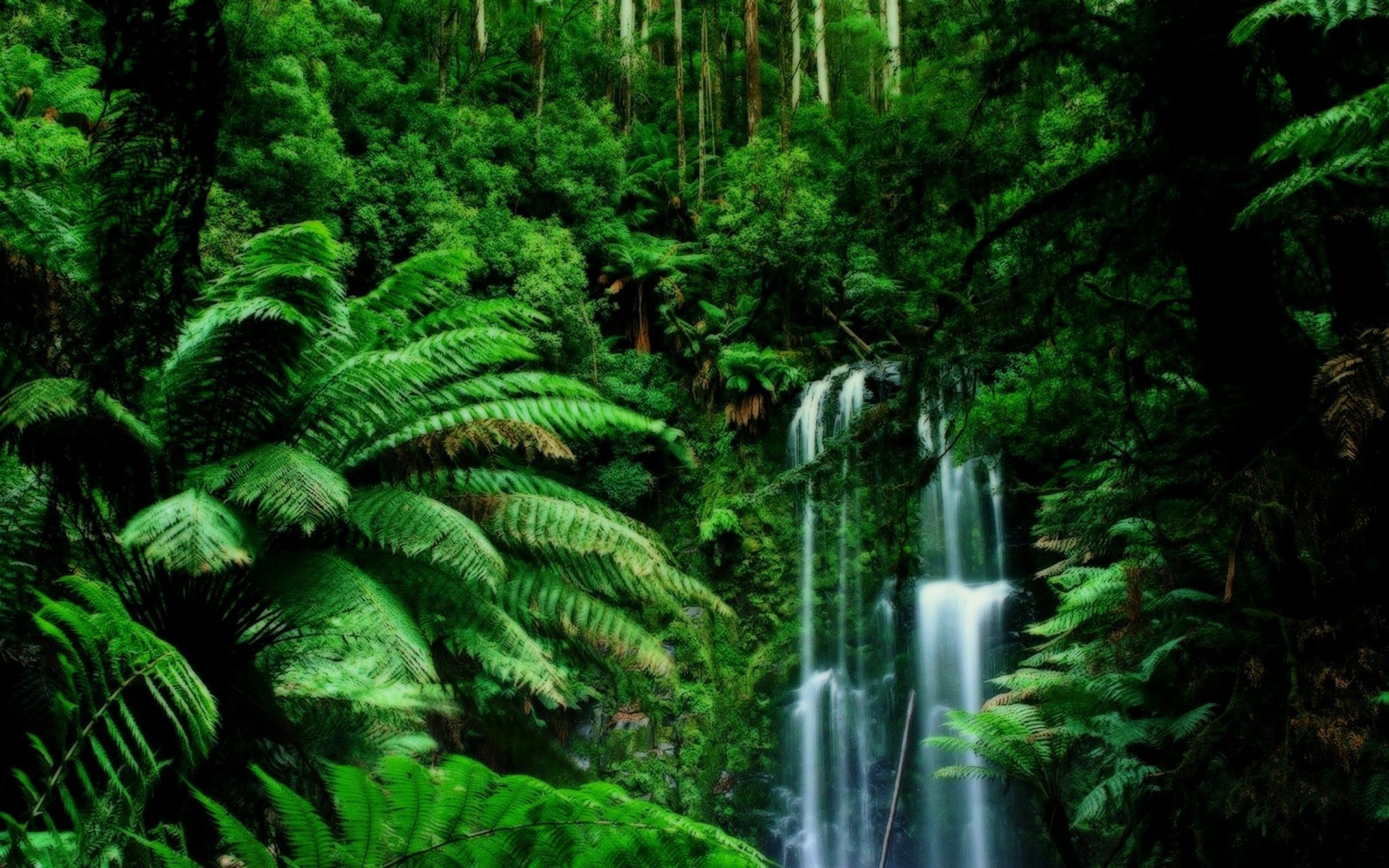 jungle creeper foliage green waterfall