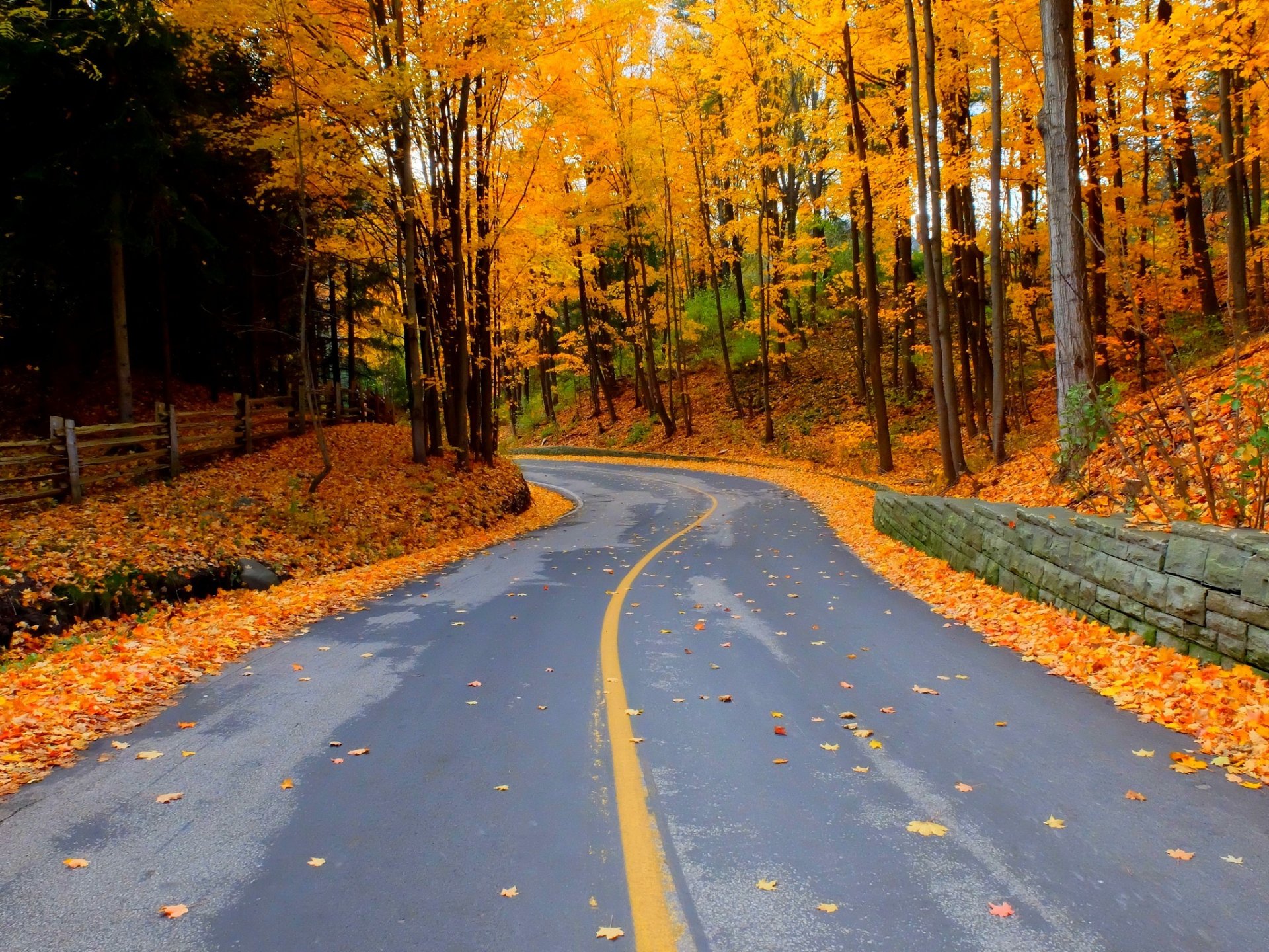 nature forest park trees leaves colorful road autumn fall colors walk