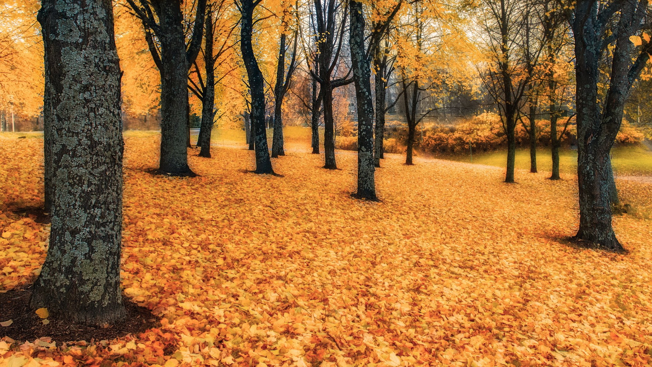 herbst blätter bäume