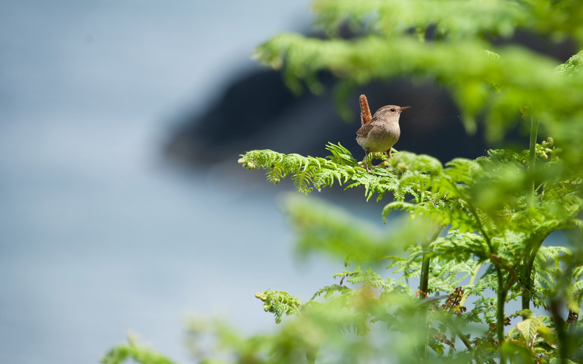 oiseau nature été