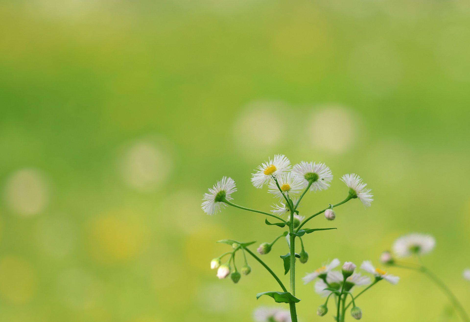 fleur marguerite fond