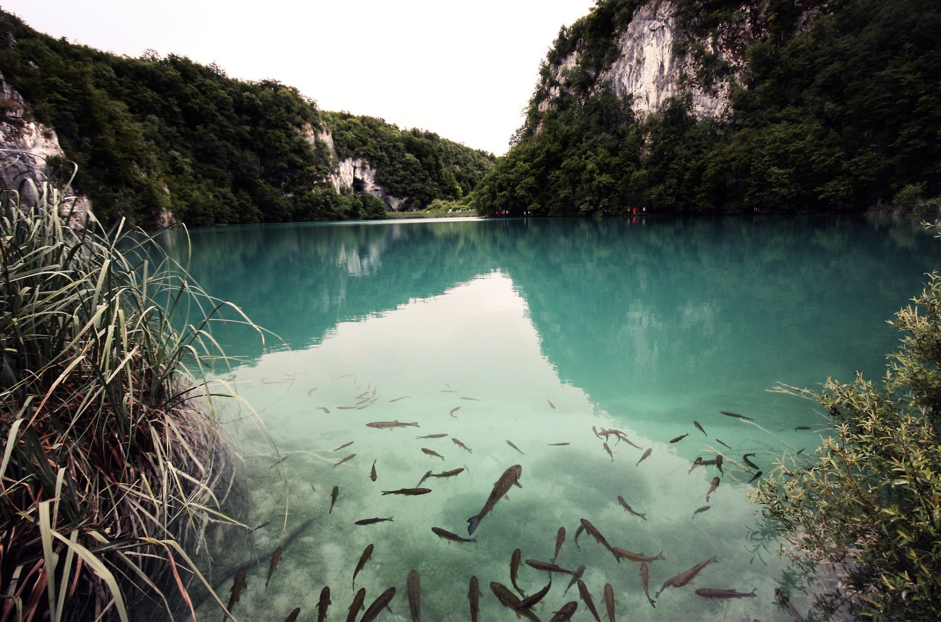 natur see fisch berge wald