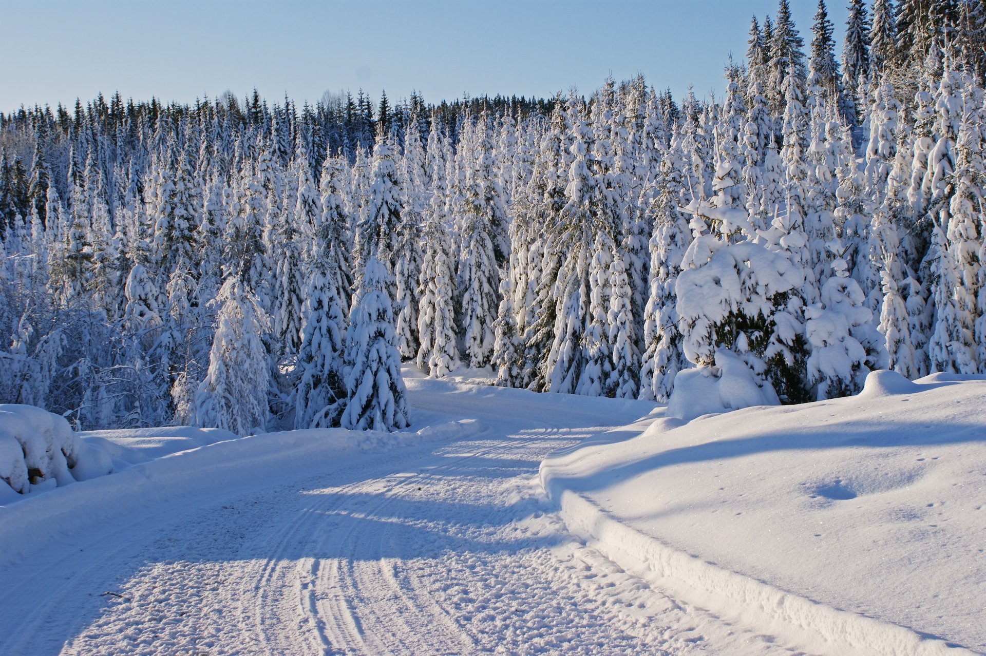 hiver arbres sapins neige route traces