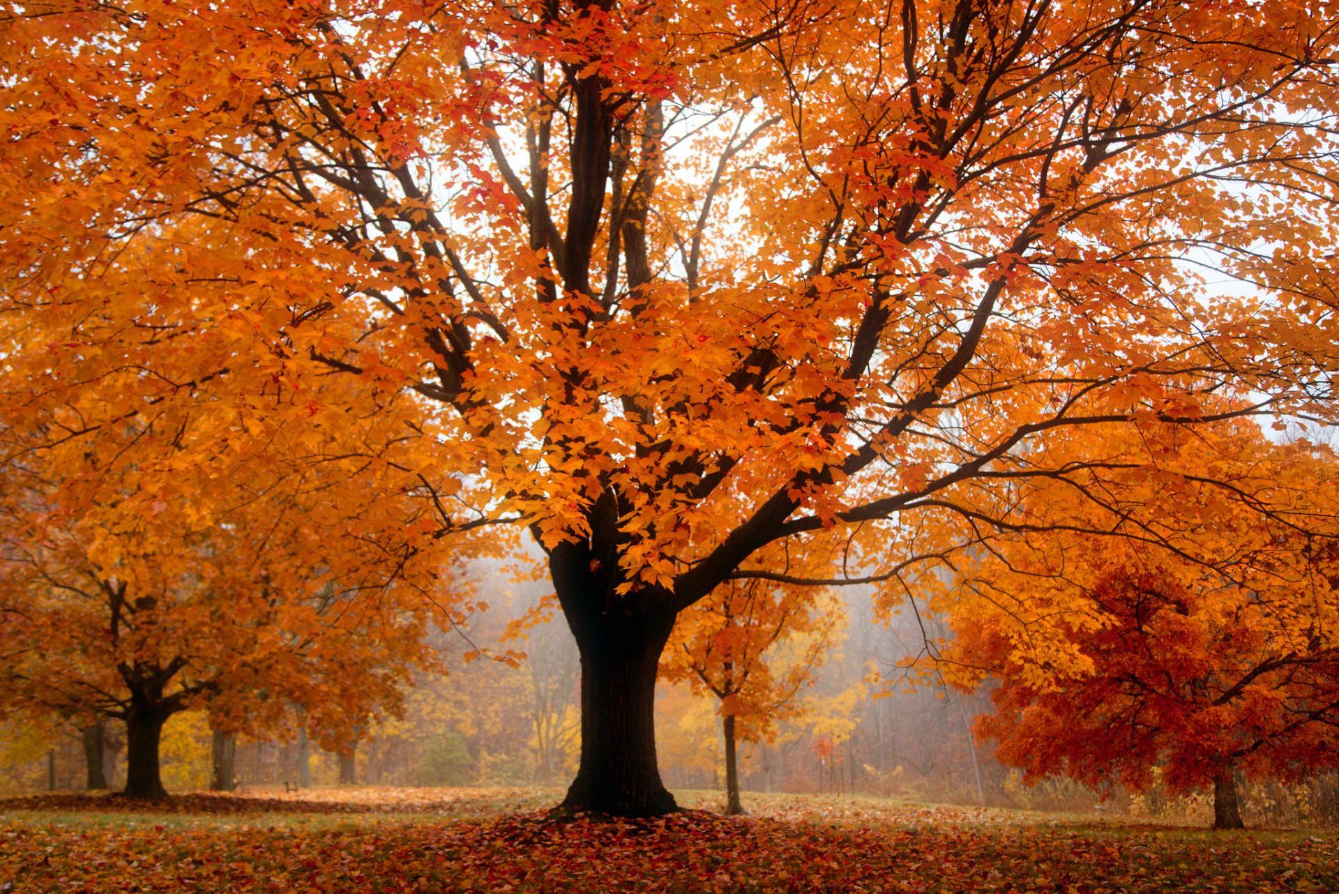 autumn park tree foliage orange fog