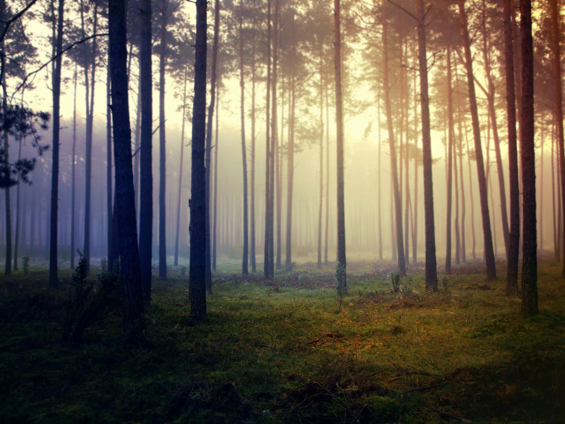 bosque niebla hierba árboles