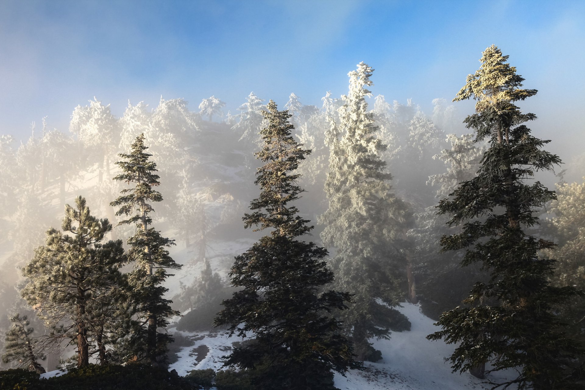 ciel pente sapin hiver neige arbres