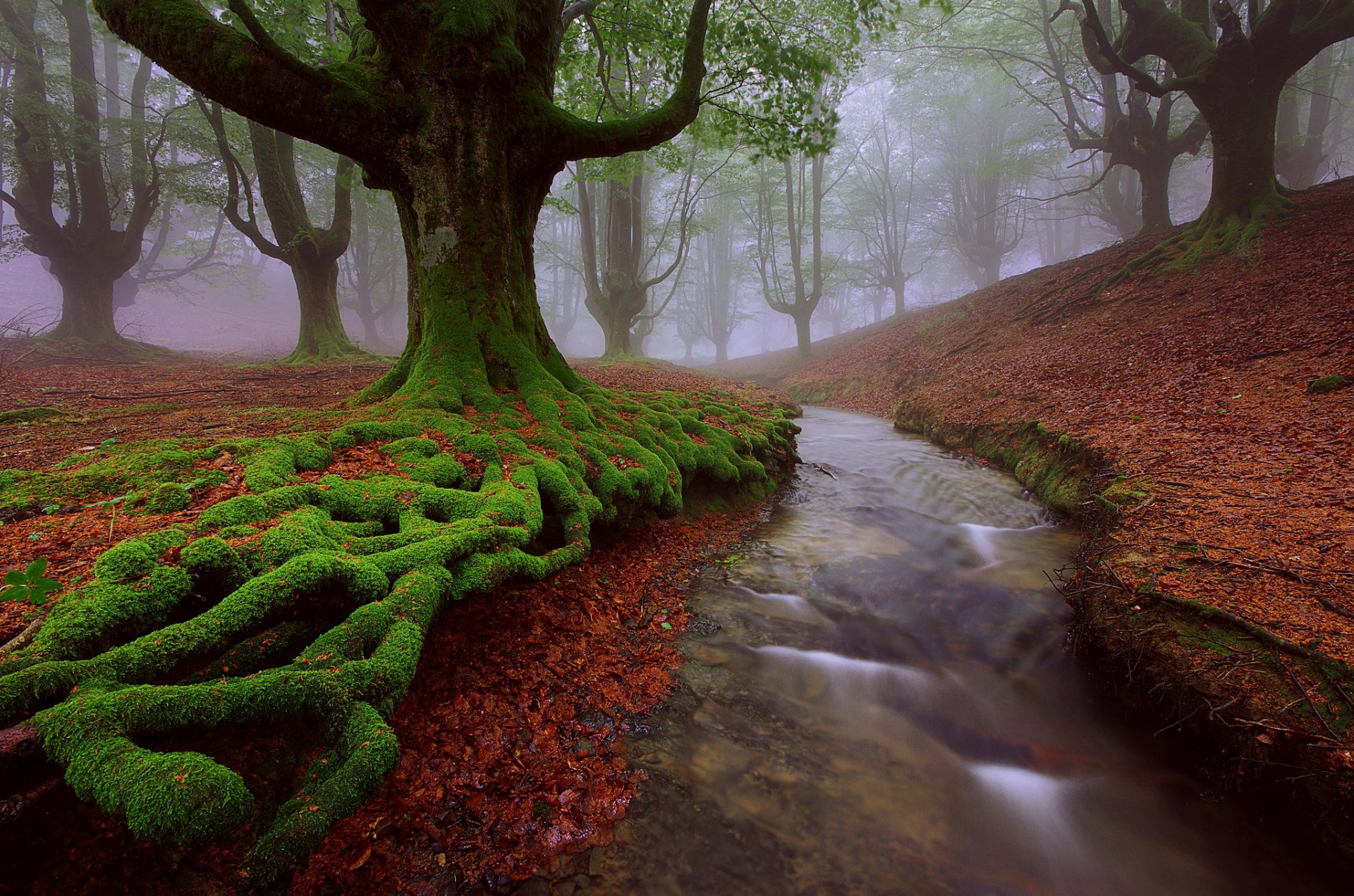 pain basque country vizcaya alava tree beech moss river creek summer