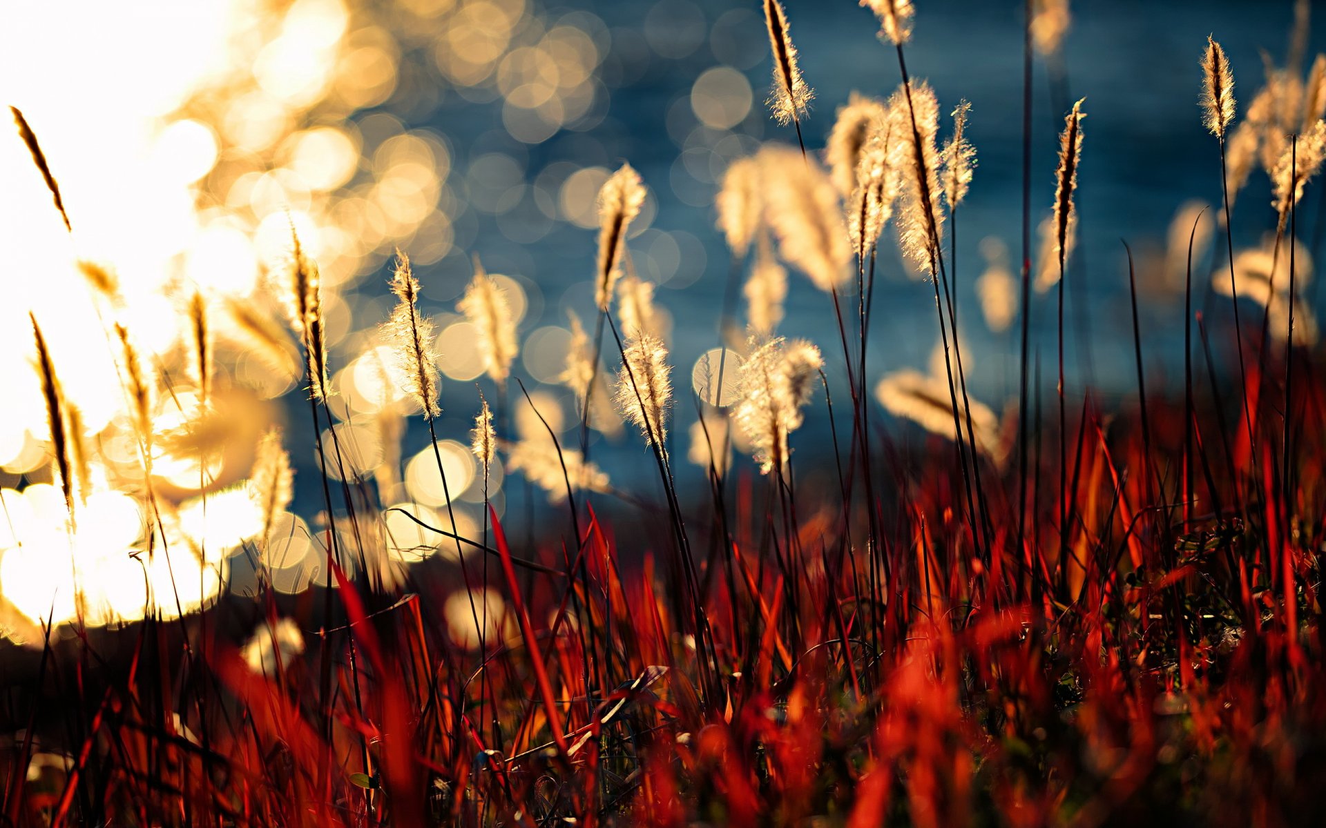 brightness of light lake kasumigaura nature plant