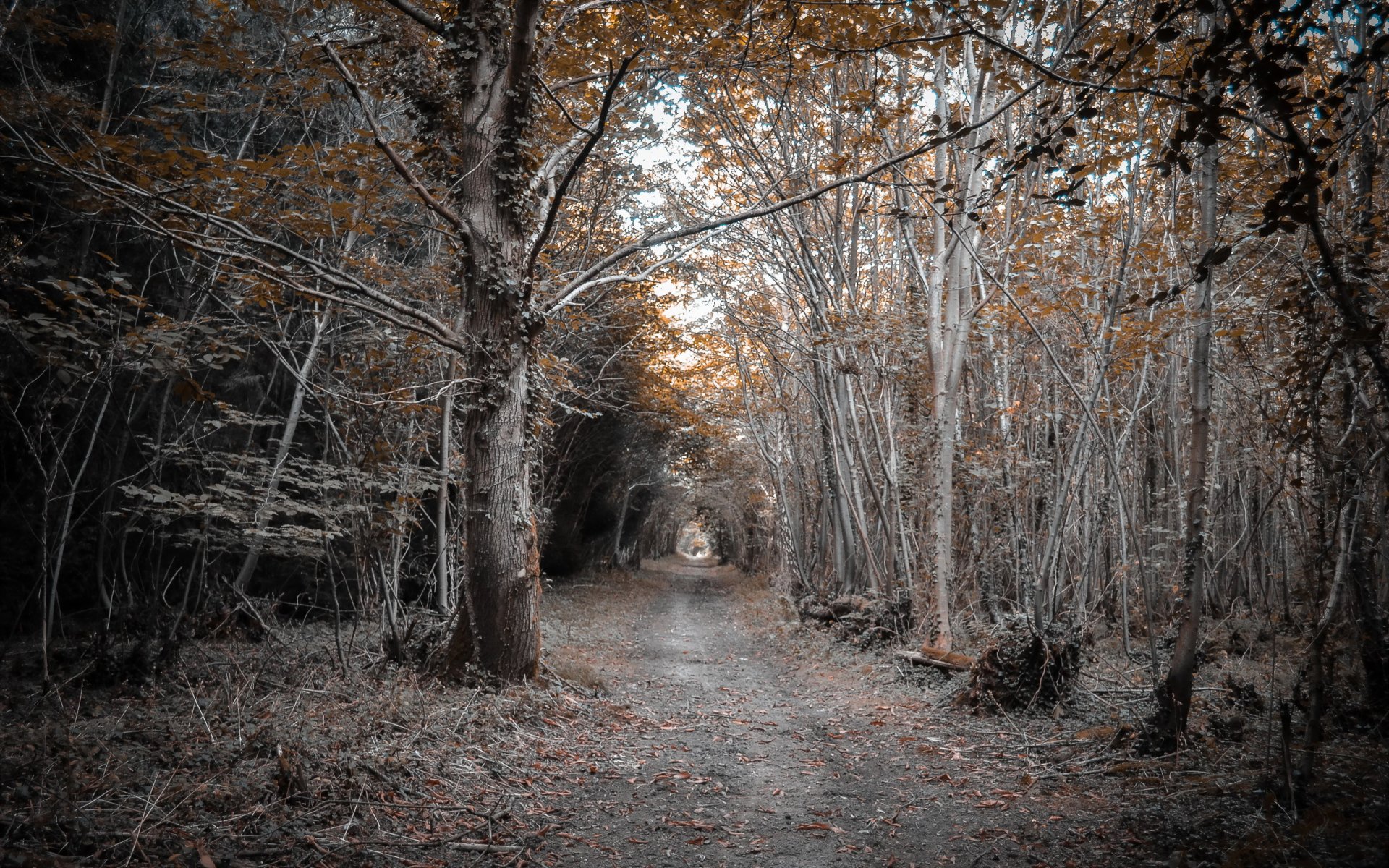 forêt route nature