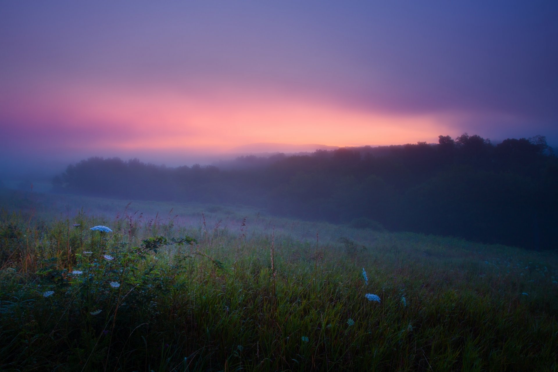 sommer morgen nebel tau morgendämmerung