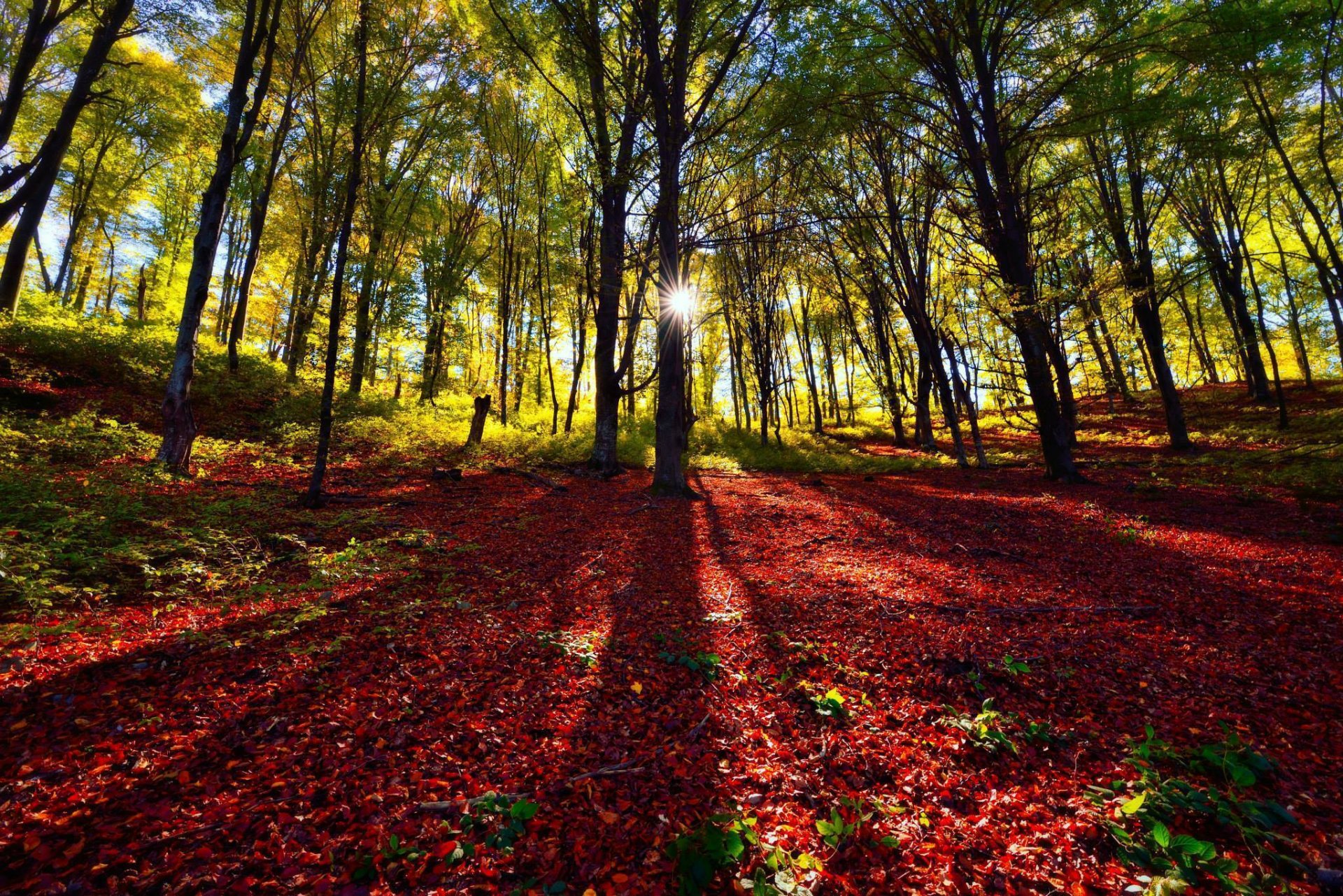 bosque árboles follaje sol sombras