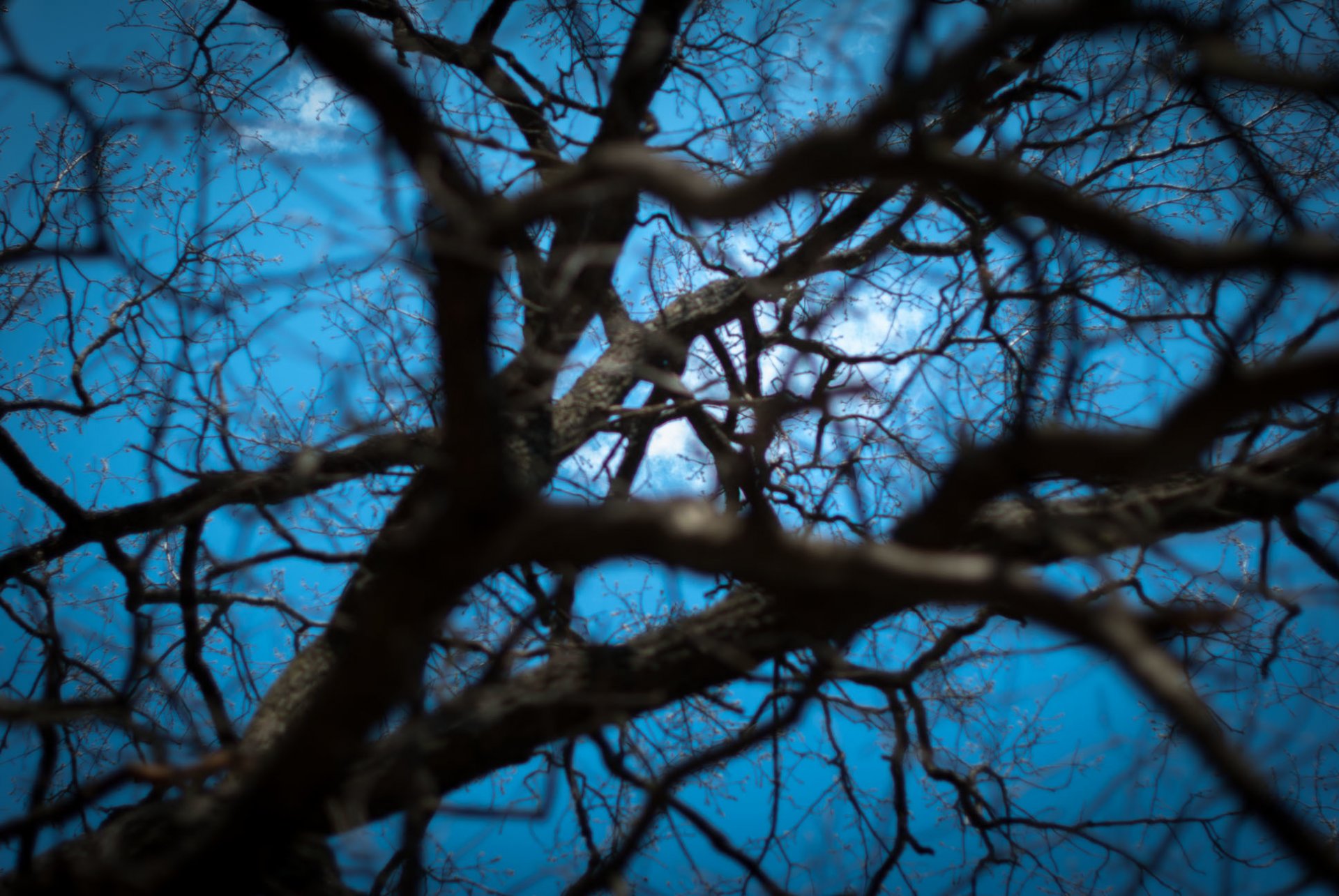 tree sky light branches depth web spring wallpaper branches web spring nature