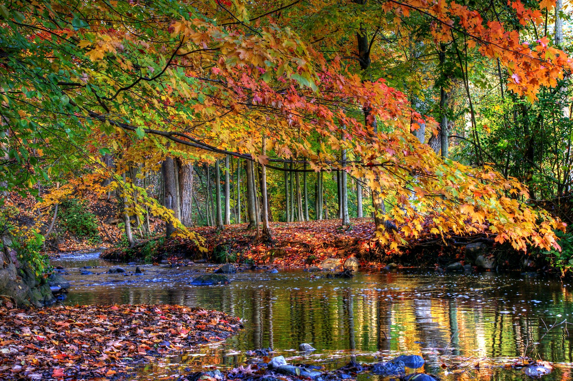 foresta alberi ruscello pietre acqua autunno foglie giallo