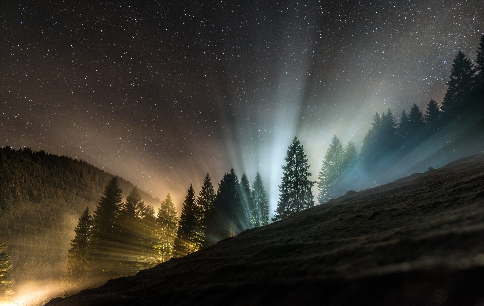 nature nuit forêt lumière