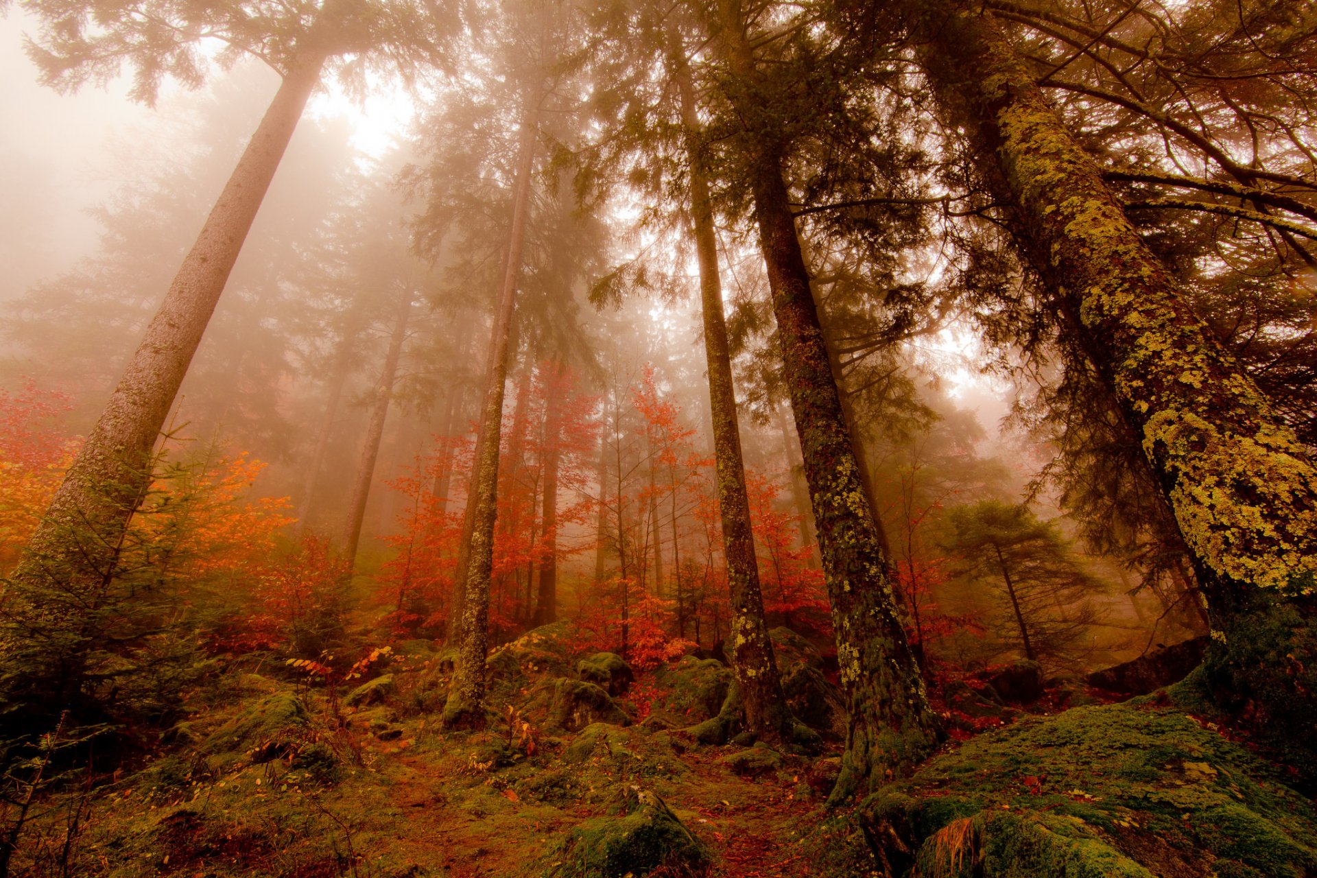 wald herbst nebel kiefer