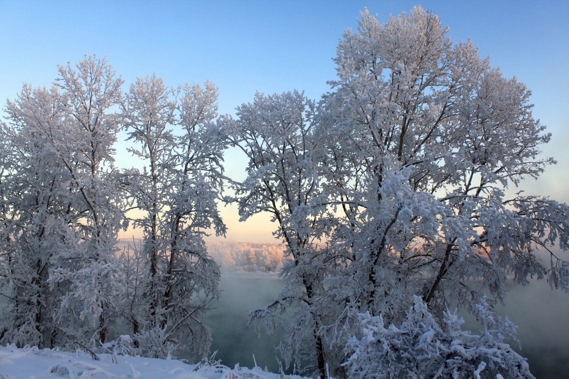 winter bäume schnee nebel natur foto