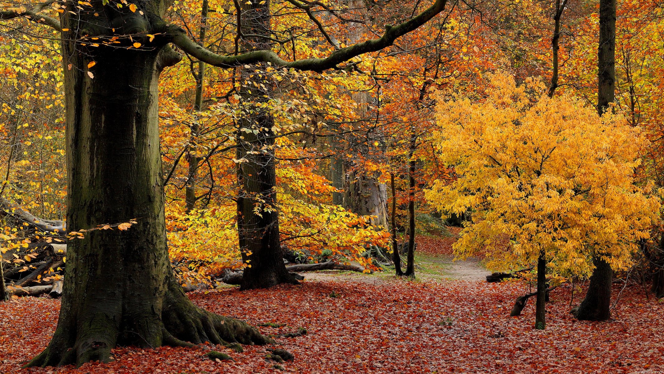 forêt arbres feuilles automne pourpre parc