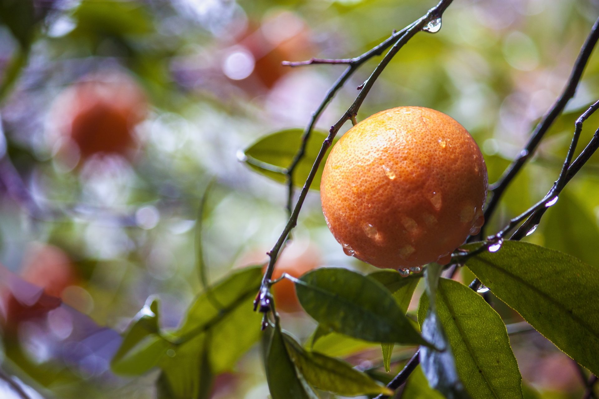 branch leaves orange drops reflections after the rain