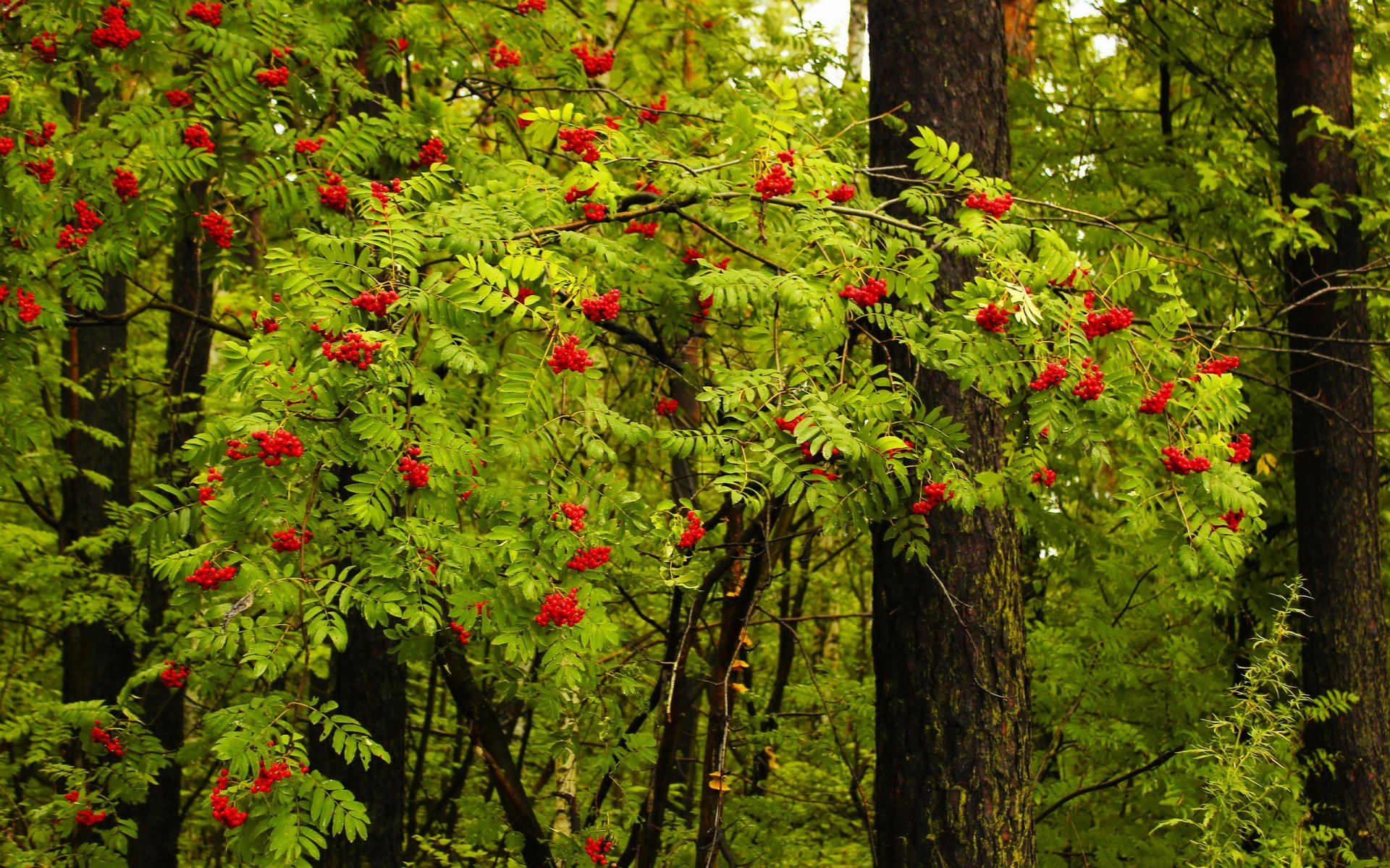 forêt paysage nature