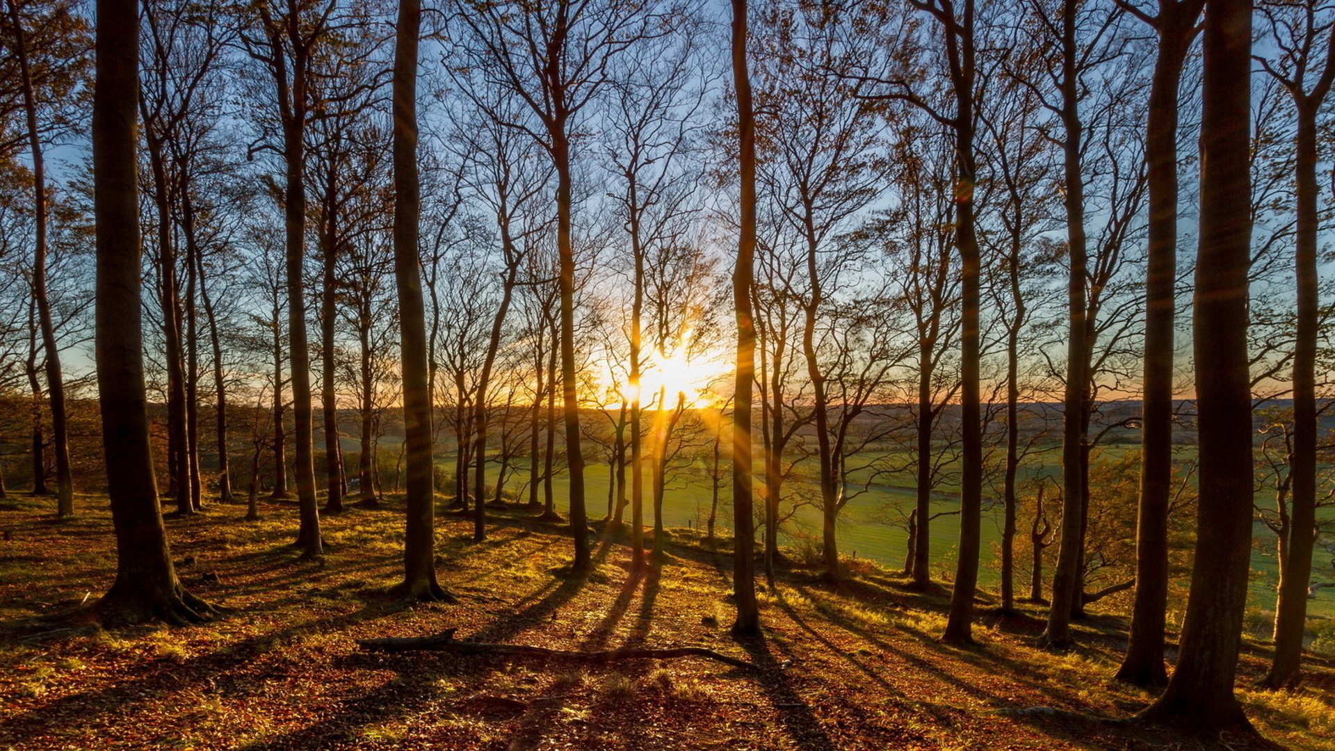 natura foresta alberi sole