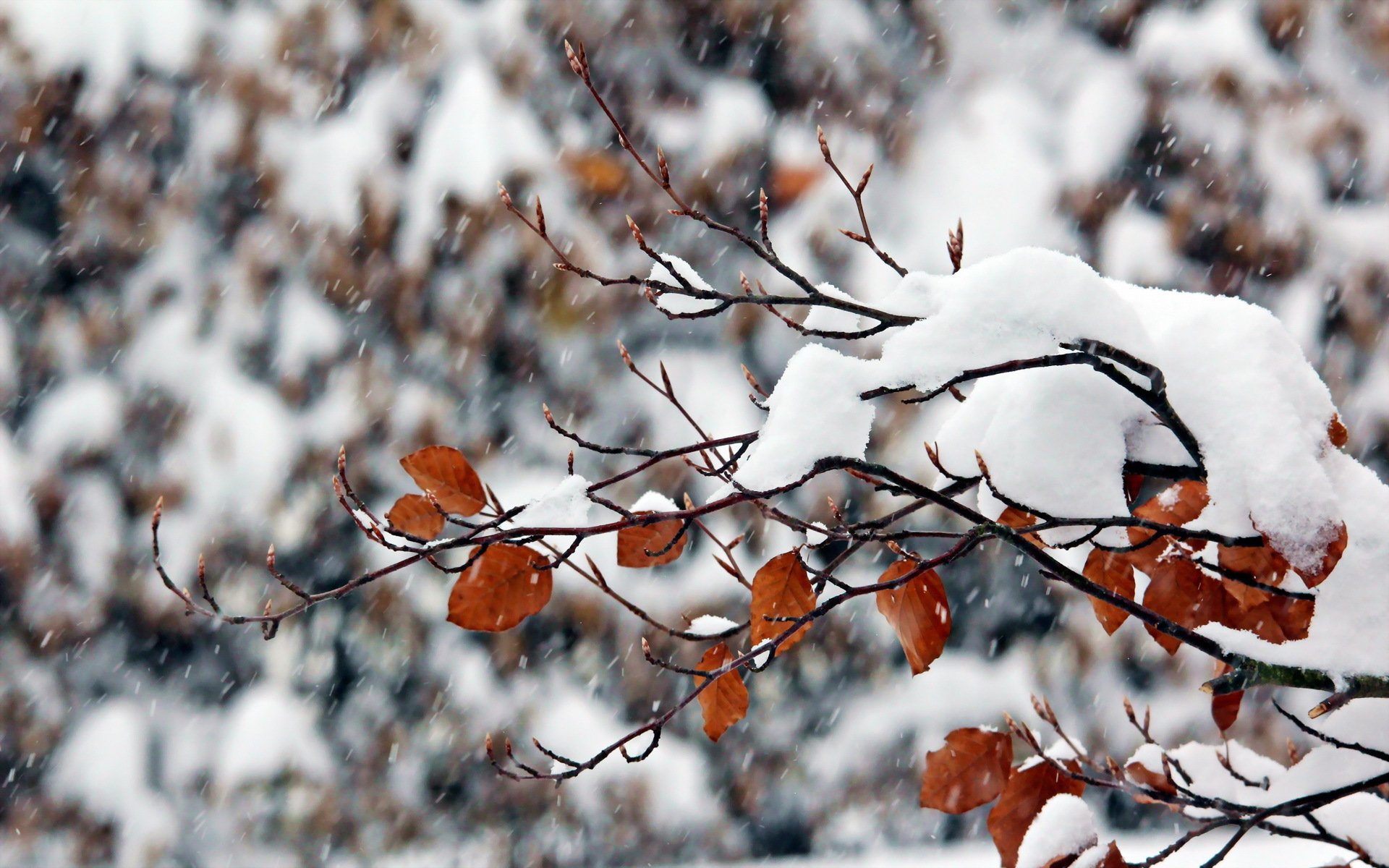 rama invierno nieve naturaleza