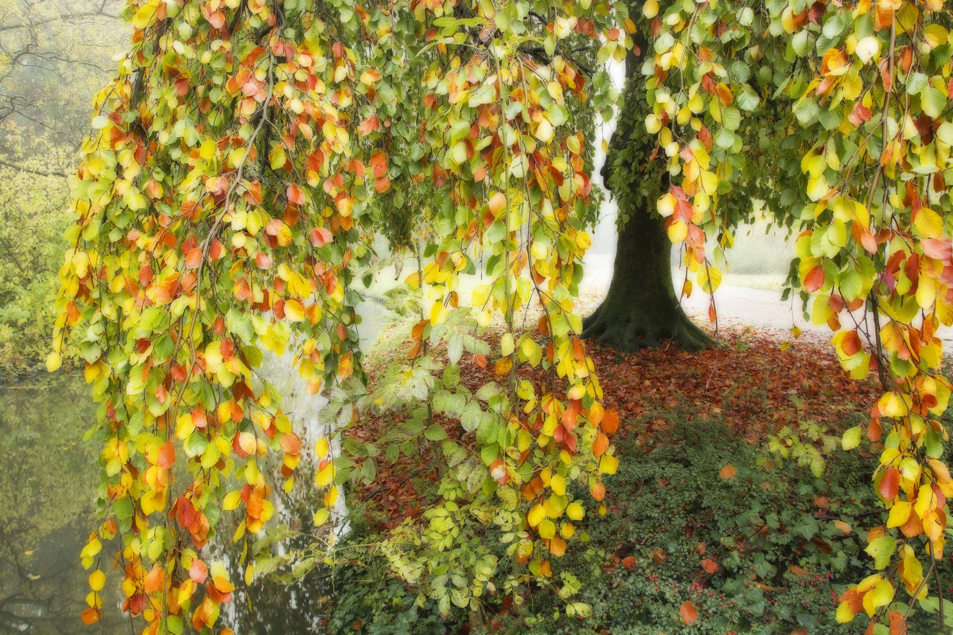 teich see baum zweige blätter bunte blüten herbst