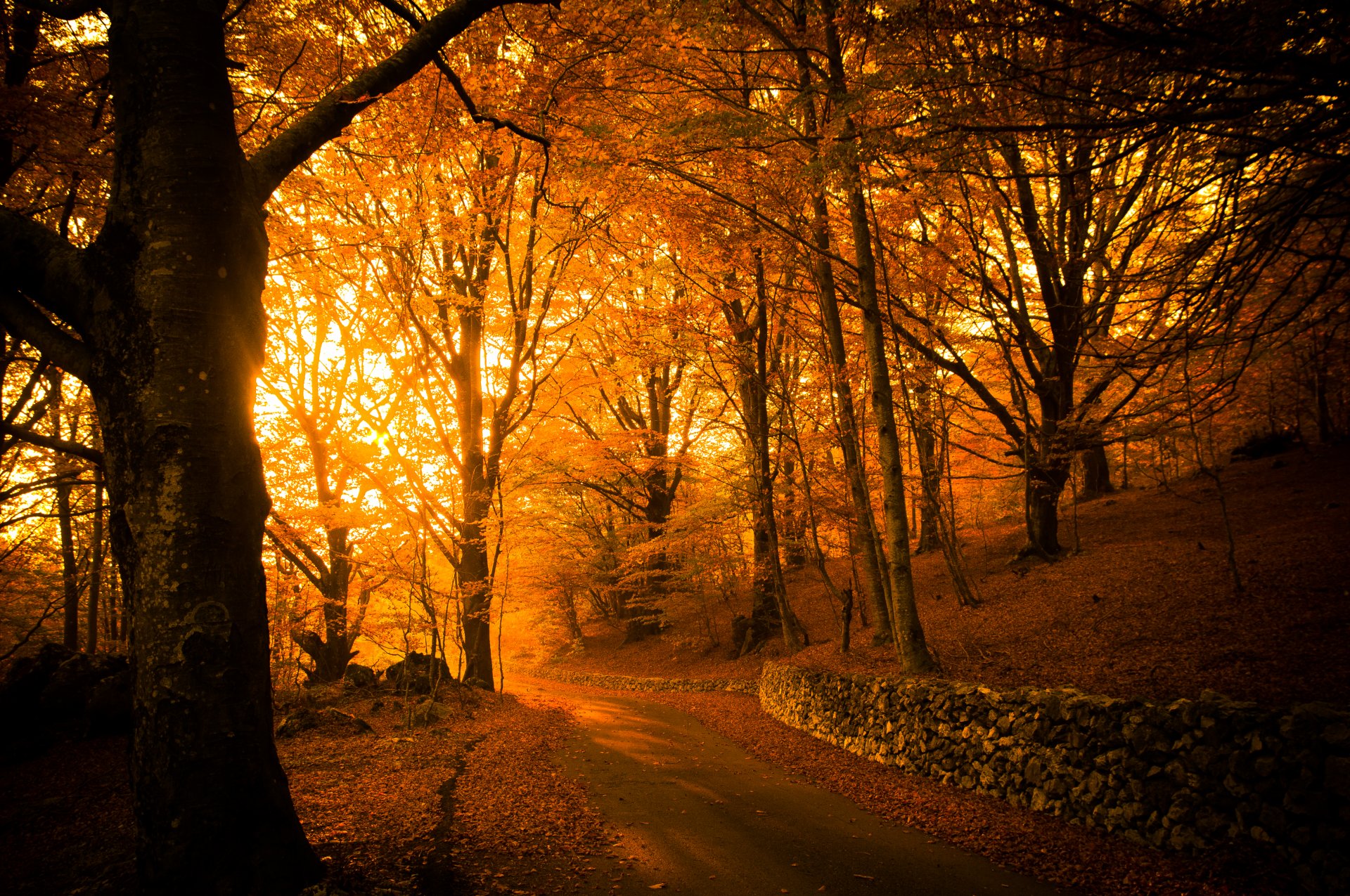 herbst park bäume laub licht straße