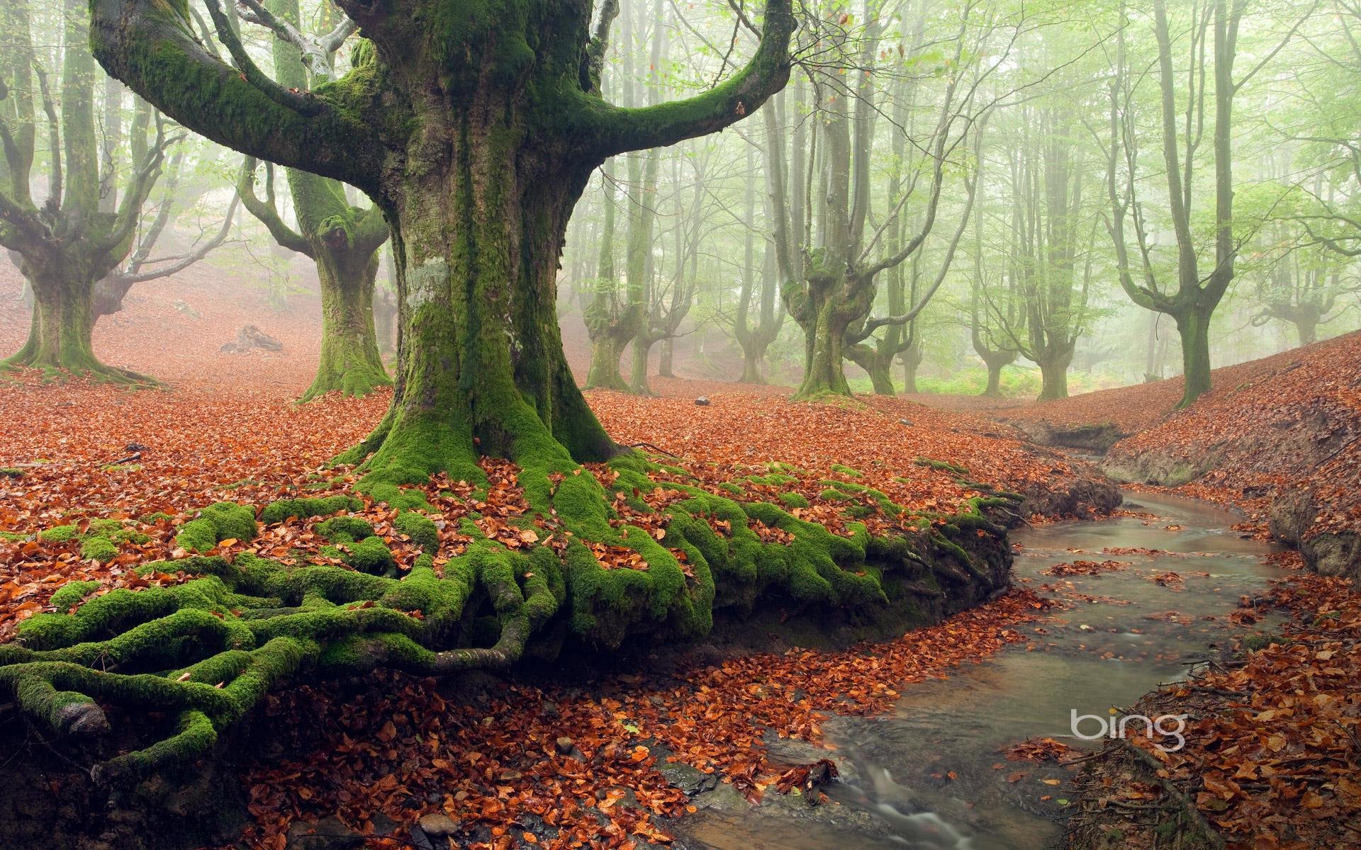 niebla árboles parque bosque musgo arroyo hojas otoño