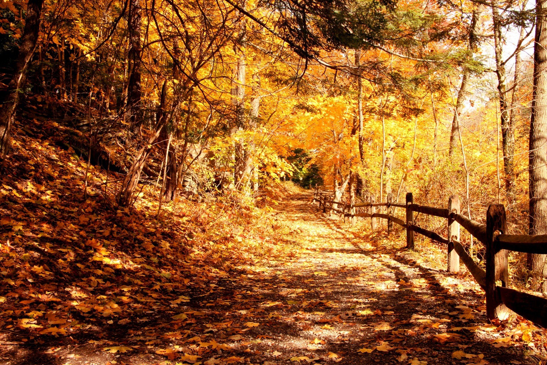 automne parc arbres feuillage clôture lumière