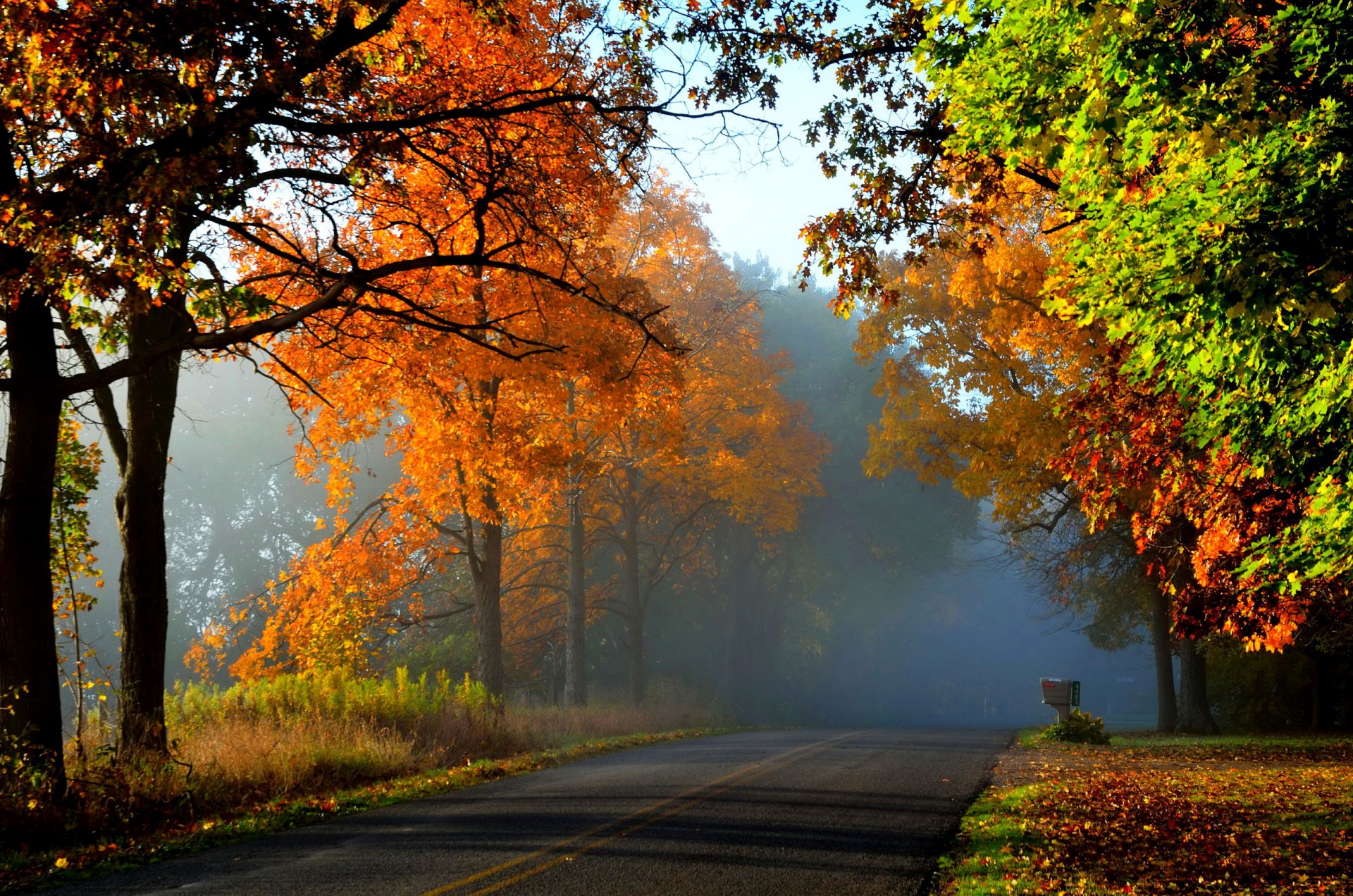 autunno foresta.alberi strada foglie gialli nebbia