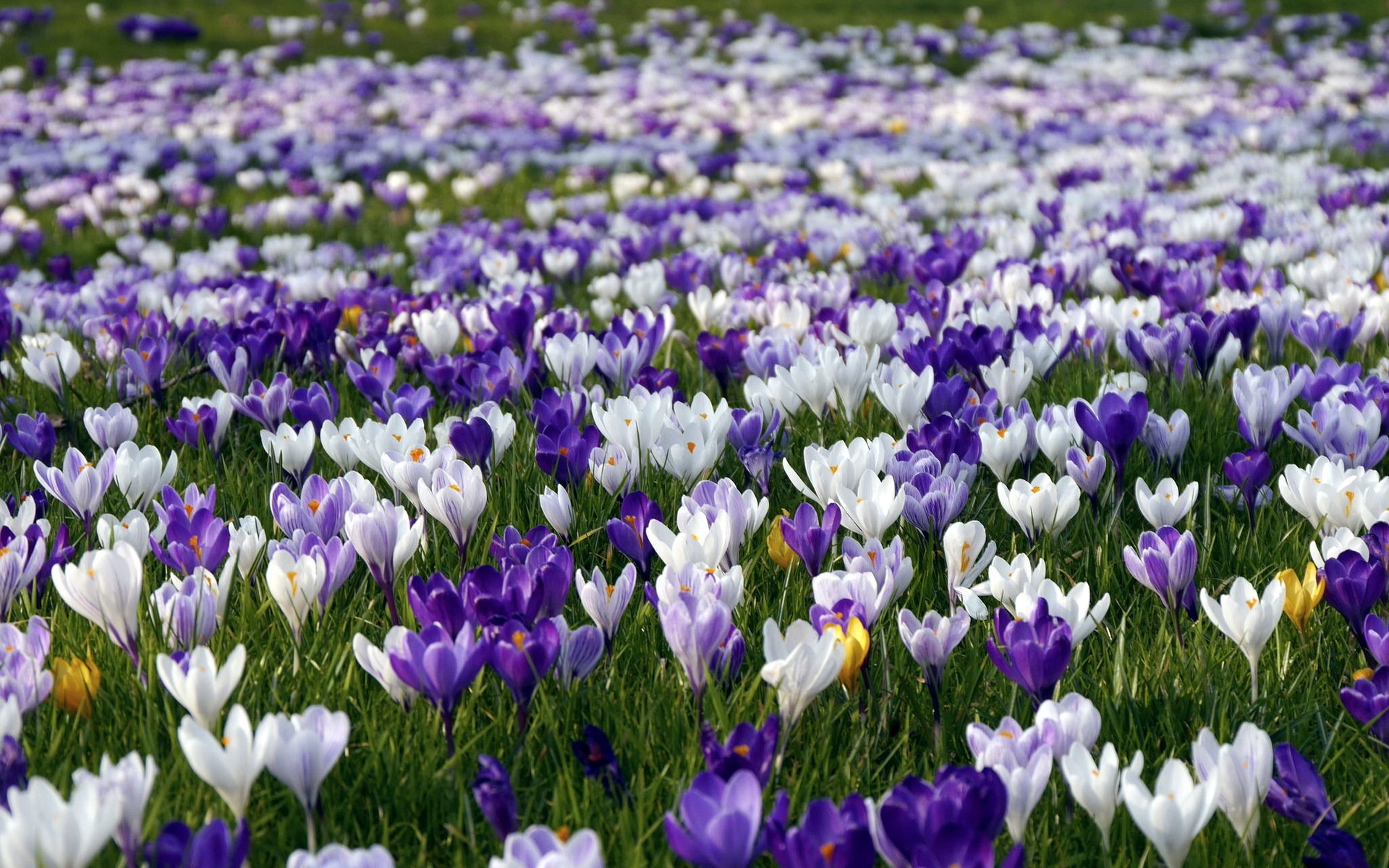 fiori natura primavera crochi