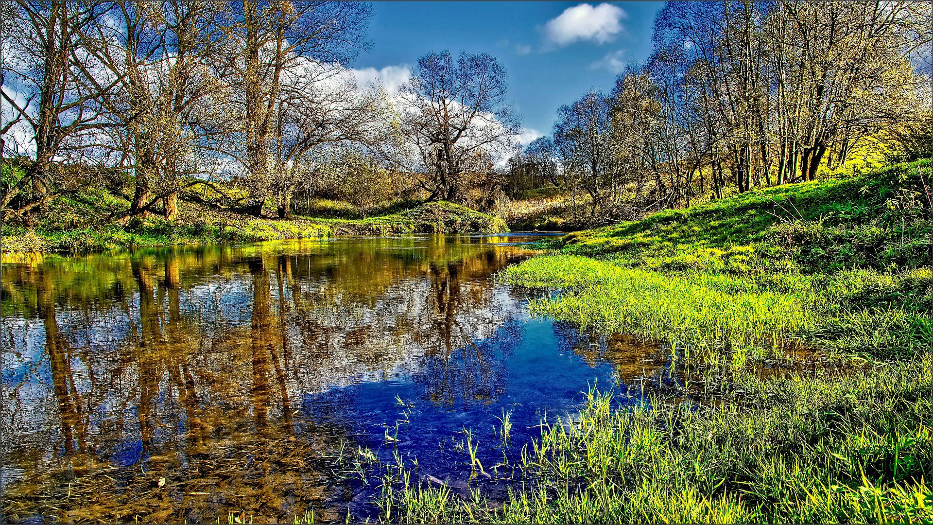 bosque árboles río cauce agua reflexión hierba