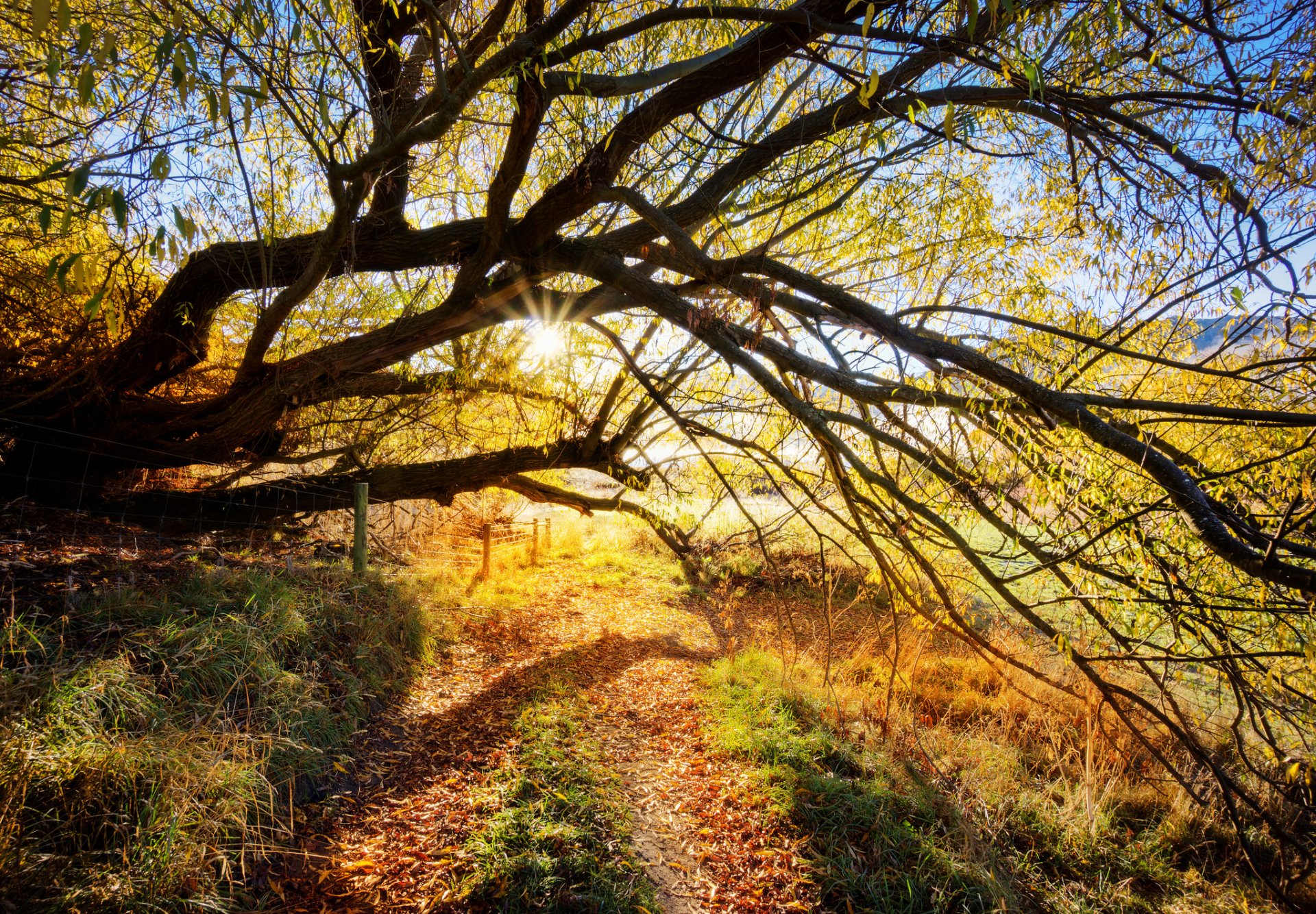 árbol ramas camino sol rayos